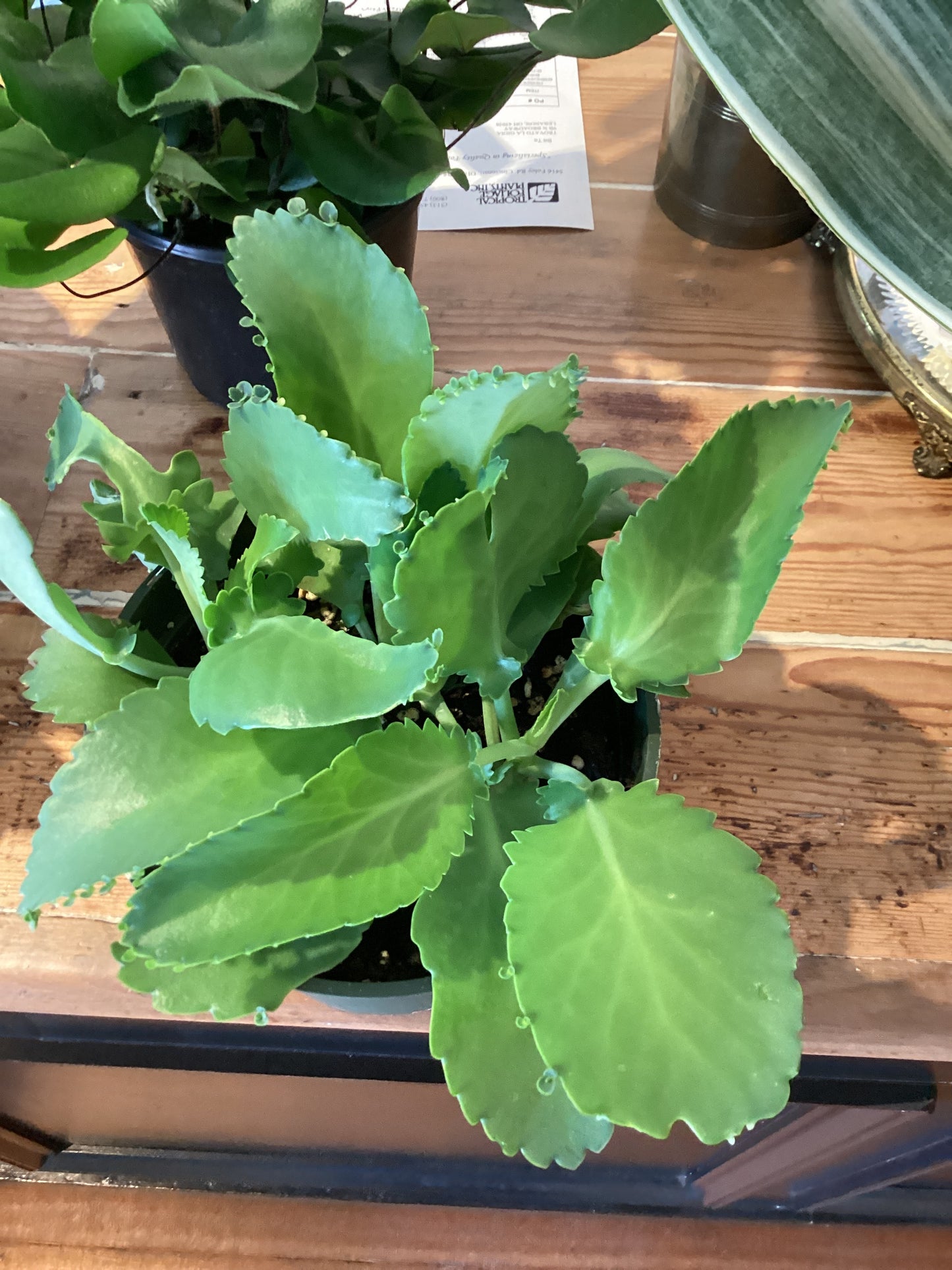 6” Mother of Thousands