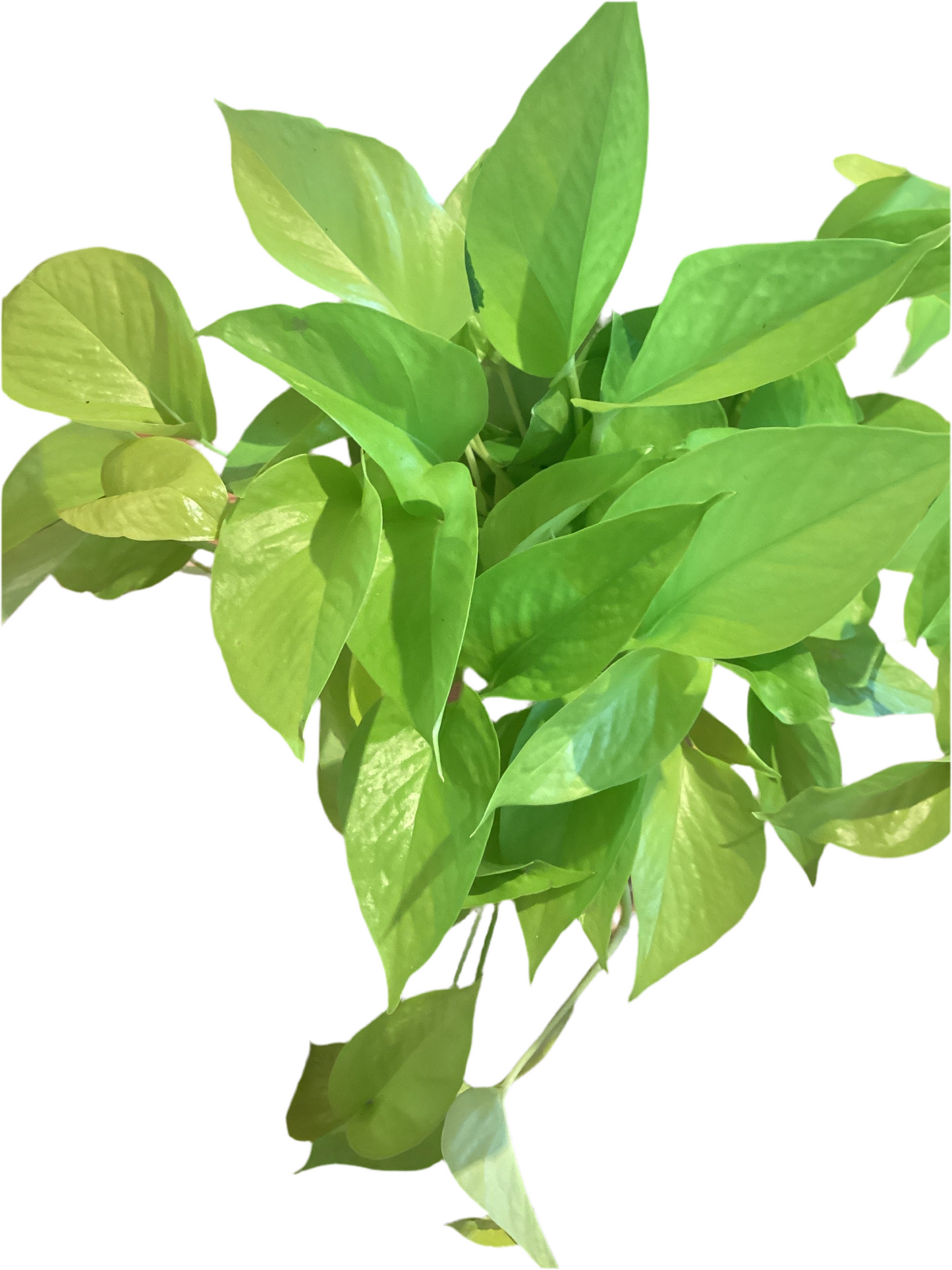 6” Neon Pothos
