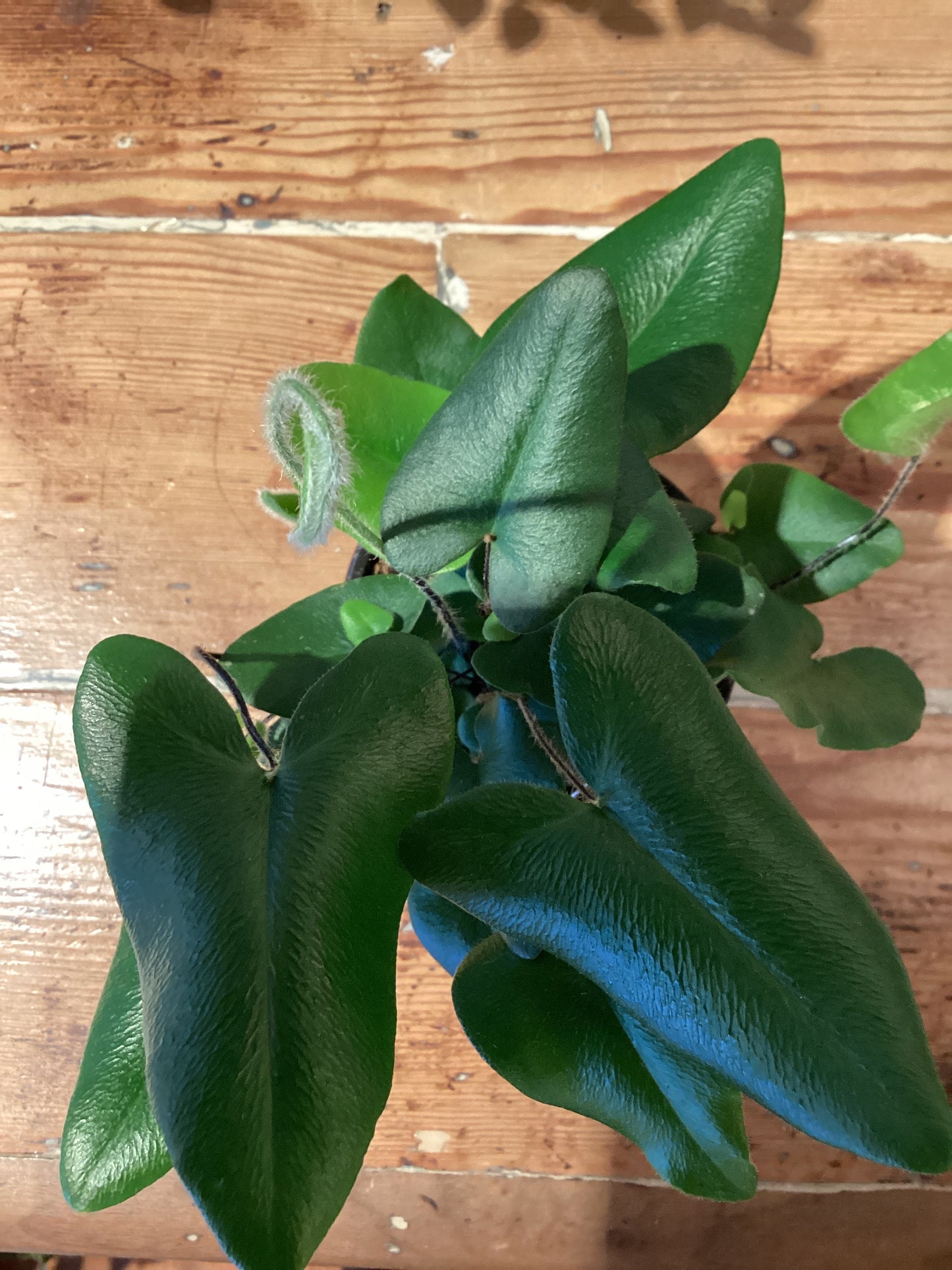 3.5” Heart Fern