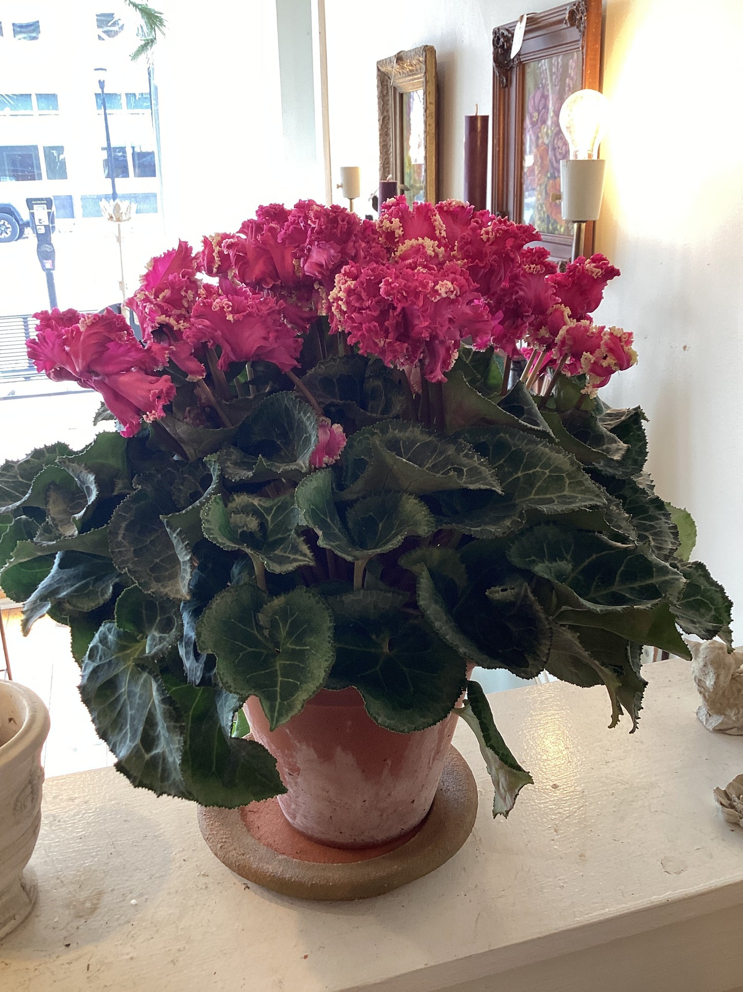 6.5” Cyclamen -Ruffle