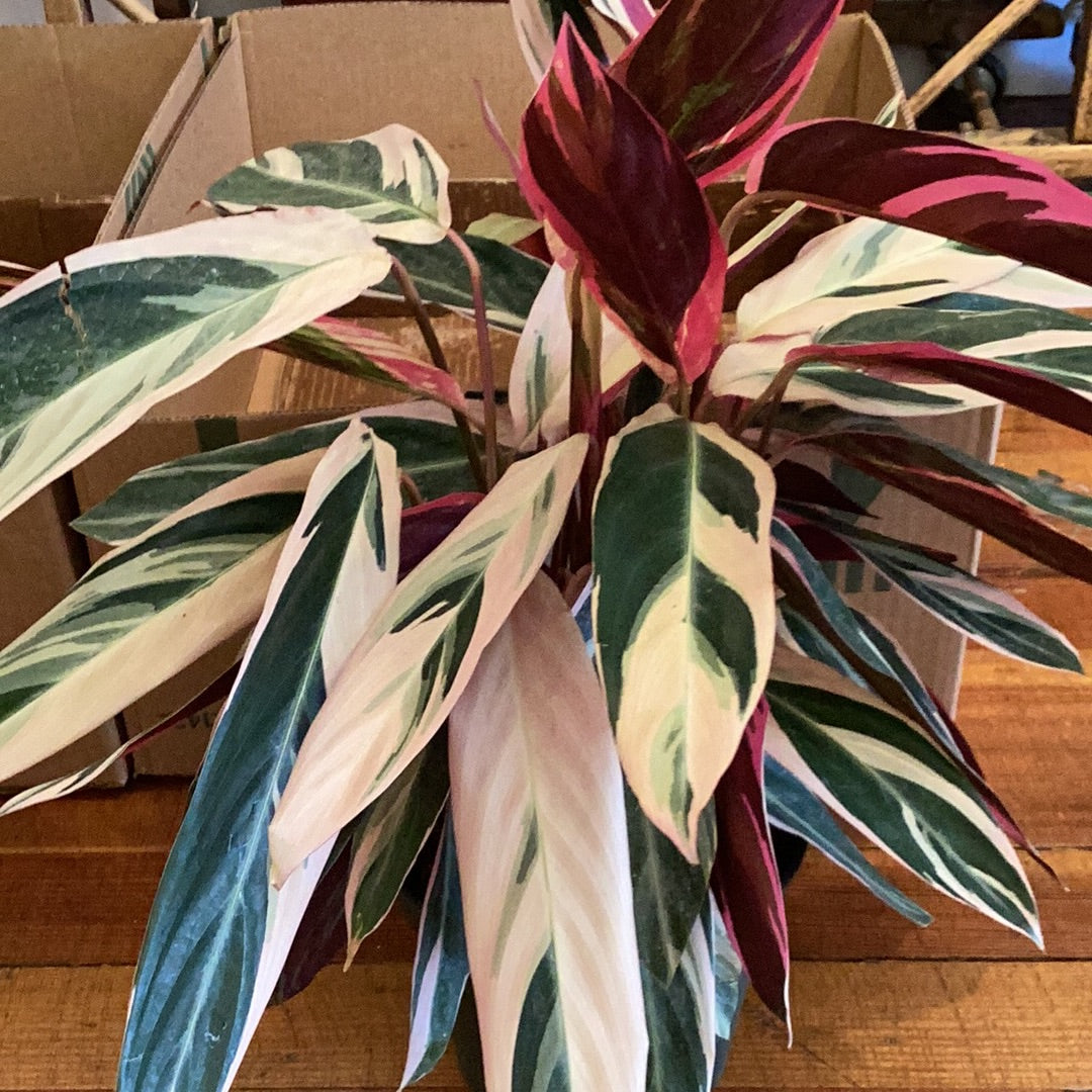 8” Stromanthe
