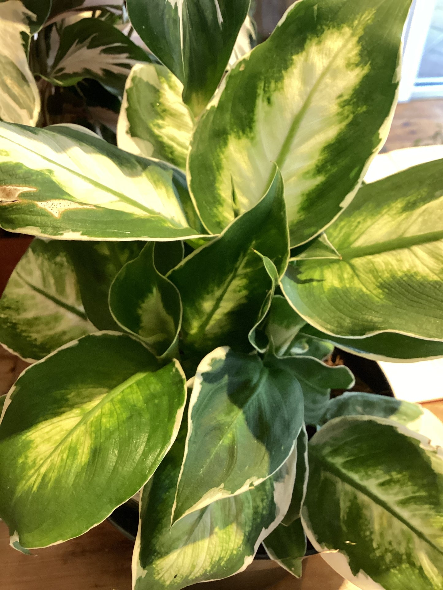 6” Cool Beauty