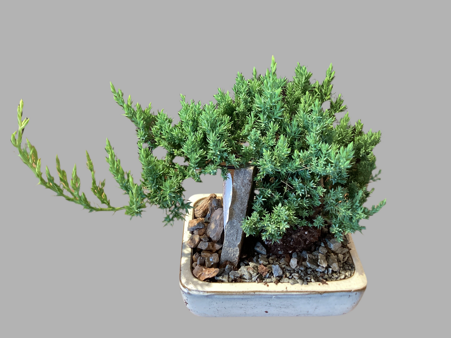 5" Juniper Bonsai