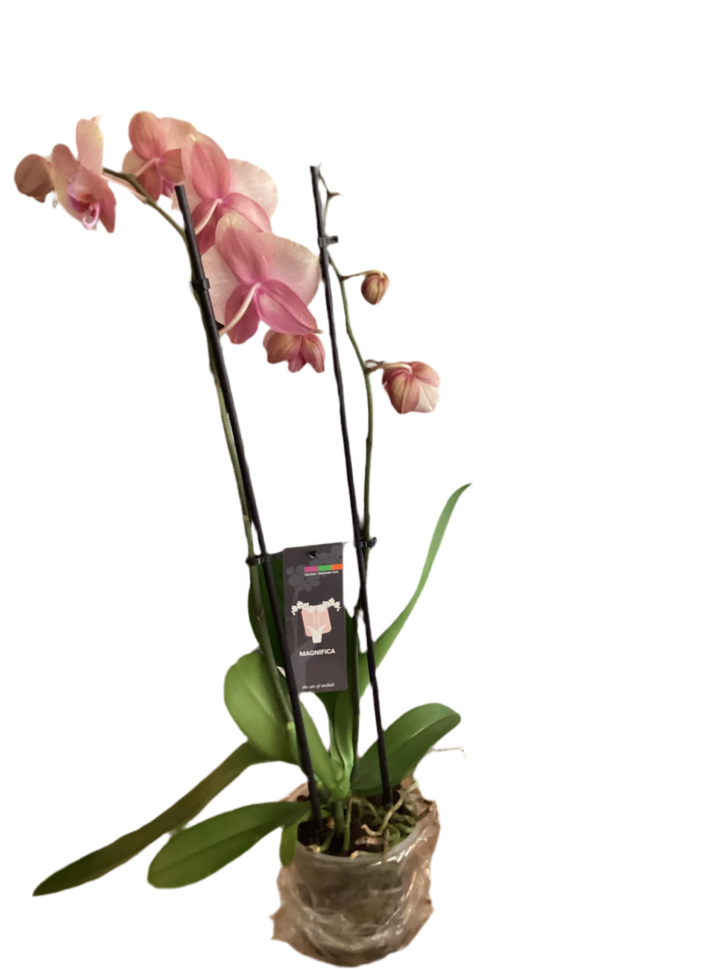5” Orchid - Double Spike