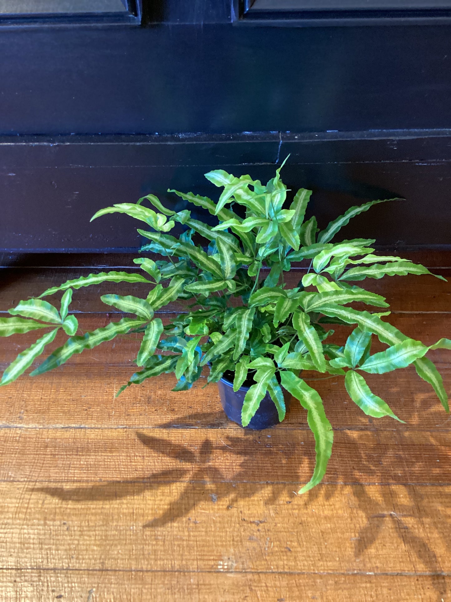 4” Pteris Cretica Fern
