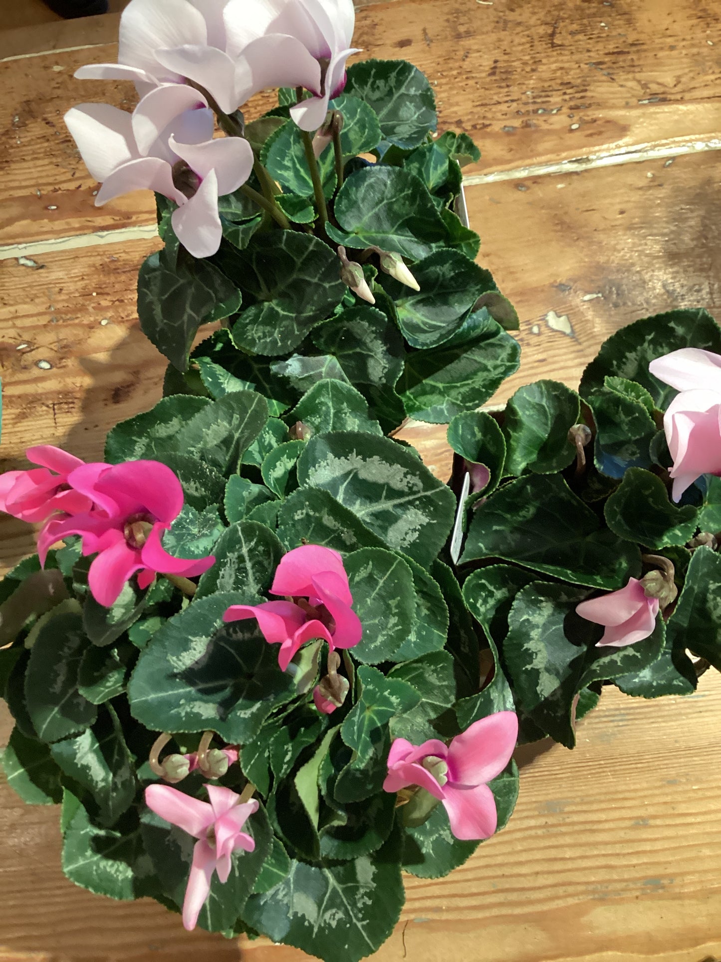4.5" Cyclamen
