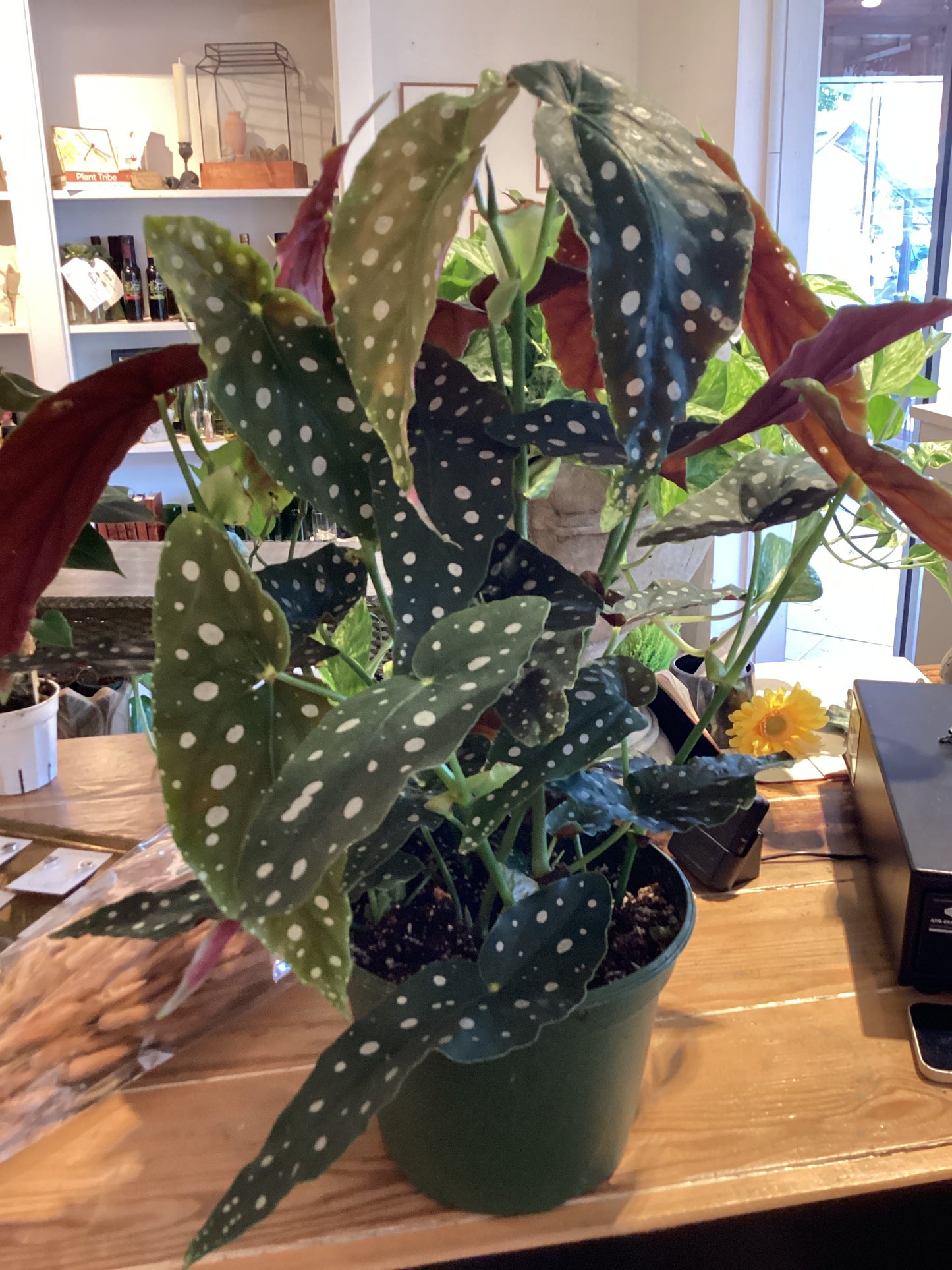 8” Begonia - Maculata