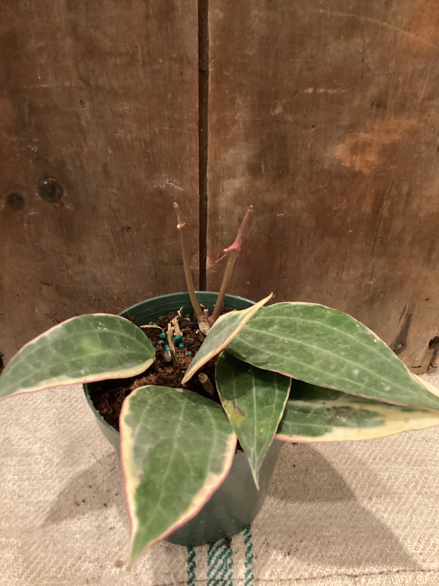 4” Hoya Macrophylia