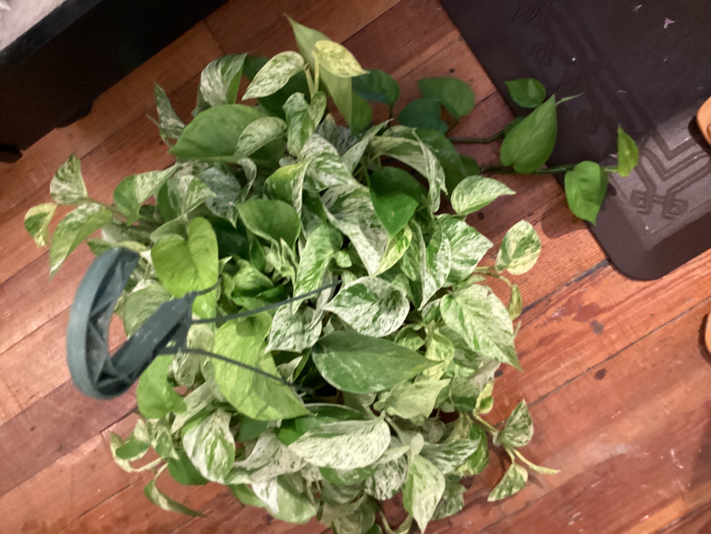 8” Marble Queen - Pothos
