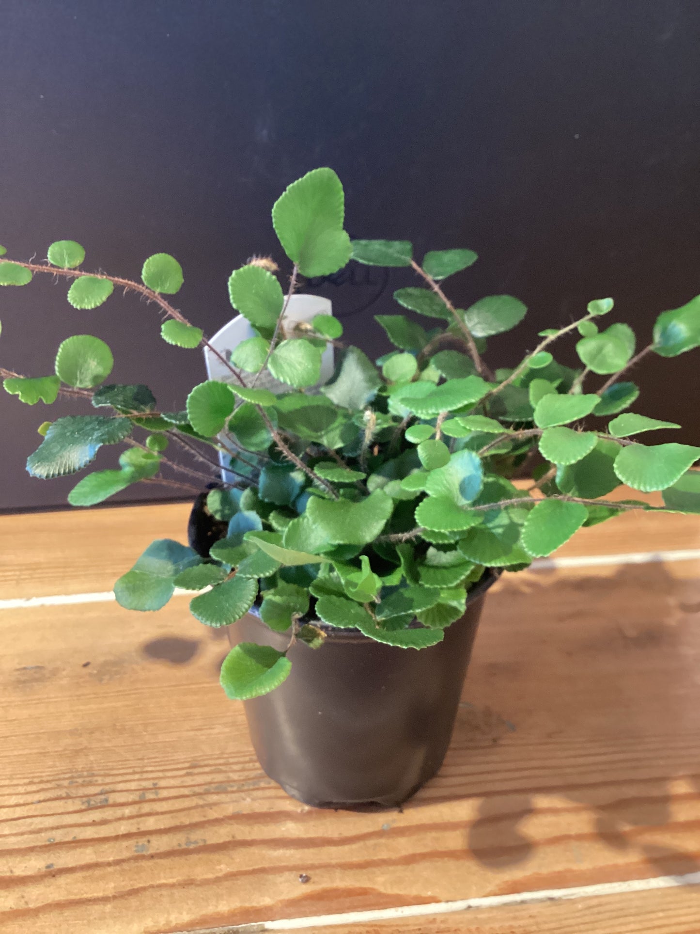 3.5” Button Fern