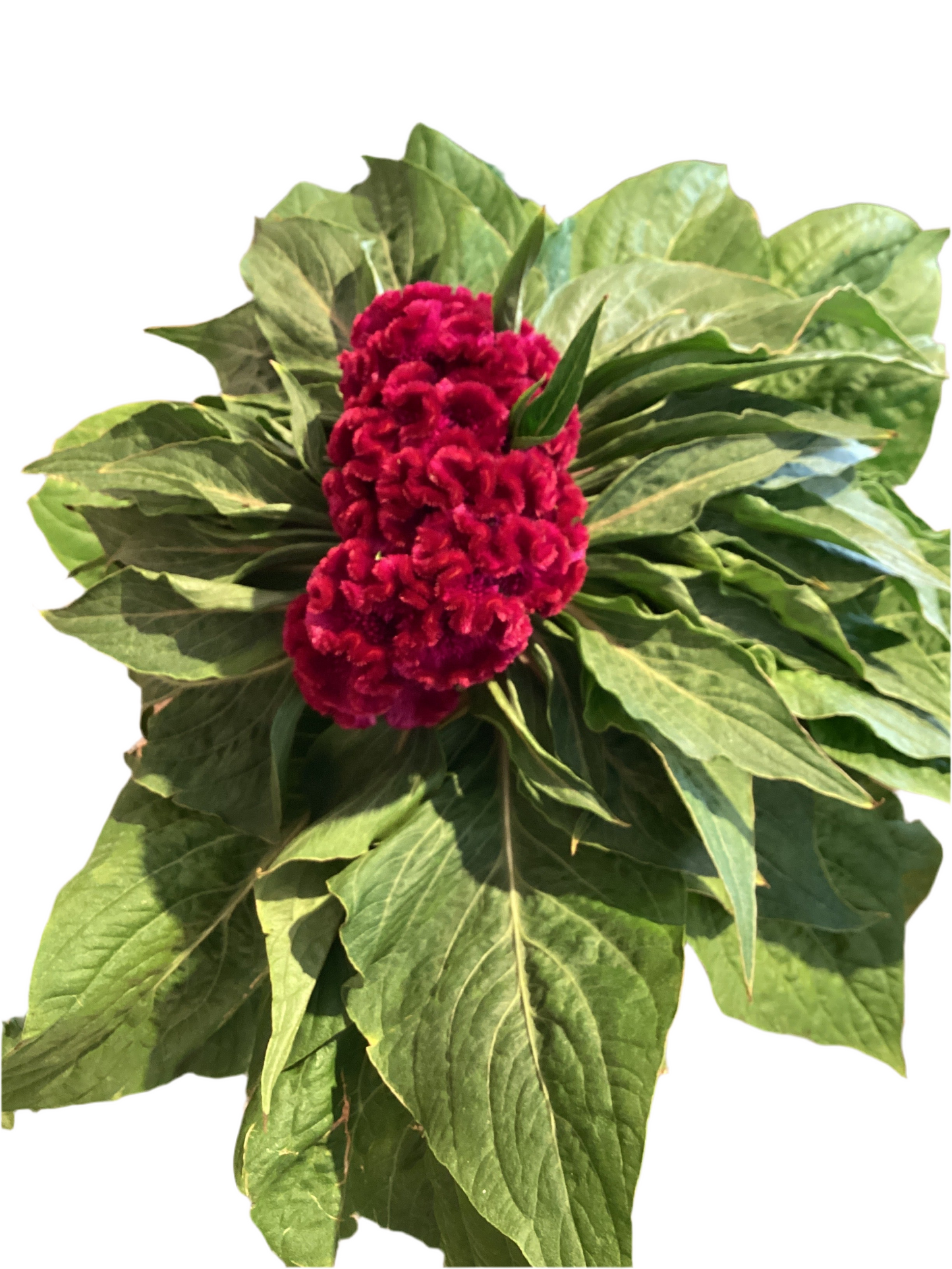 6” Celosia