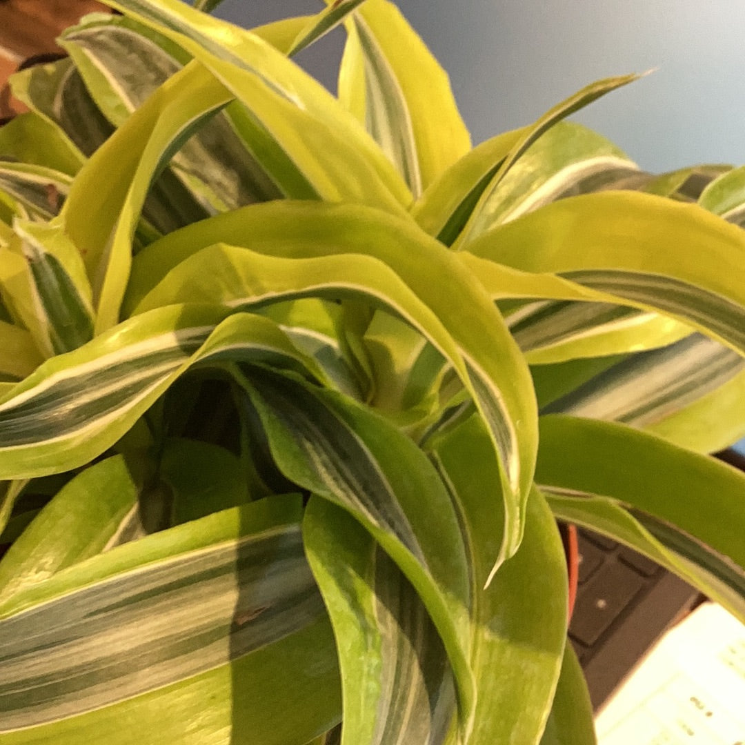 6” Lemon Lime Dracaena