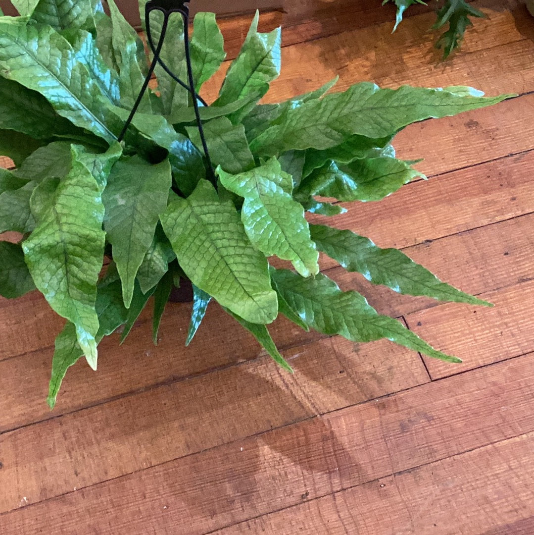 8” Crocodyllus Fern