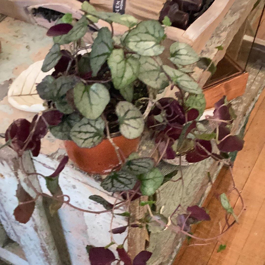 8” Flowering Ivy