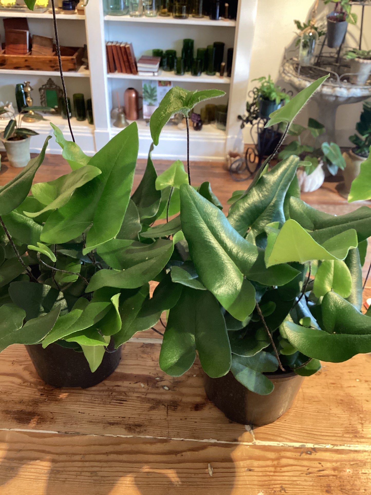 6” Heart Fern