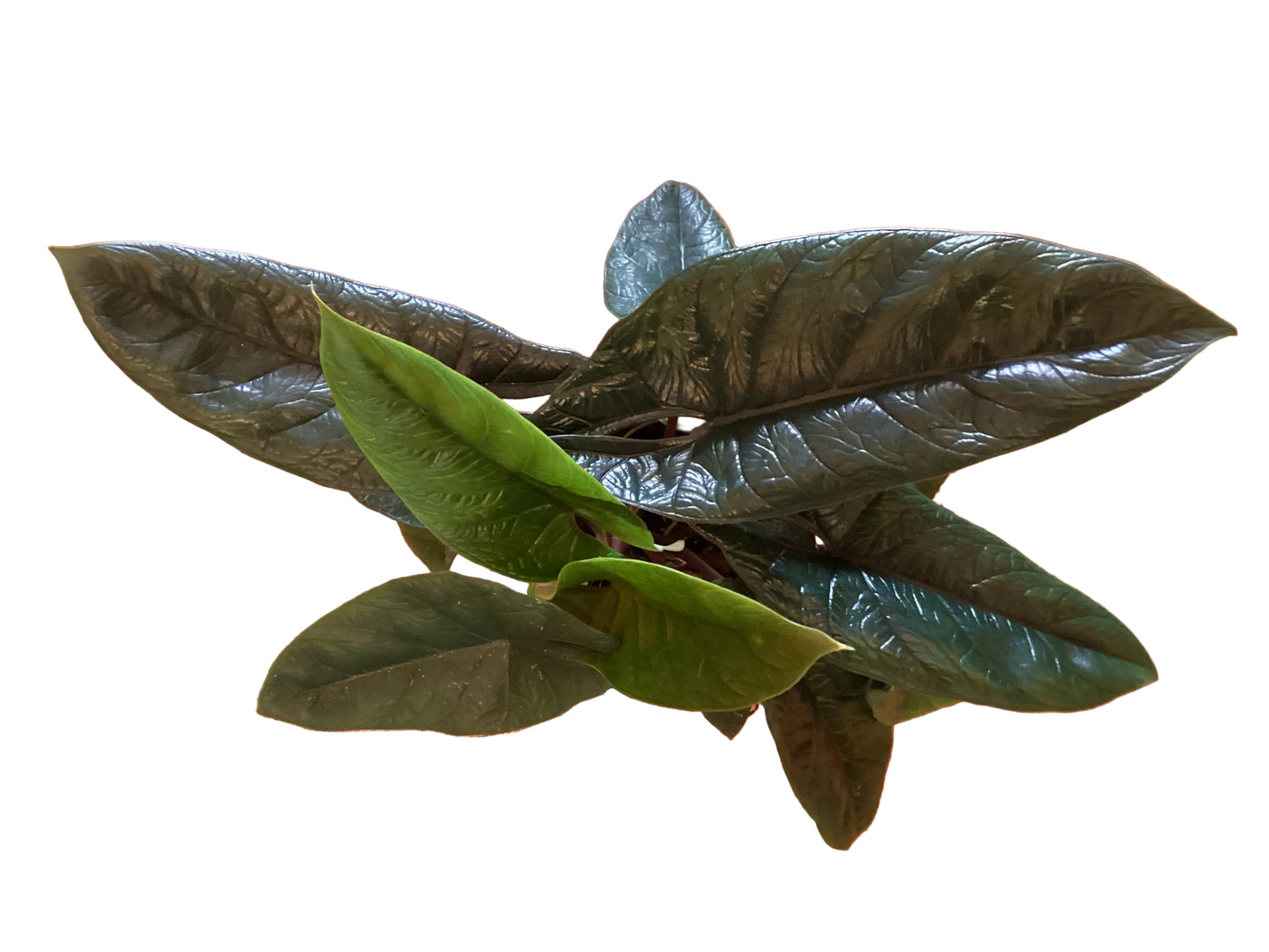 6” Alocasia Scalprum