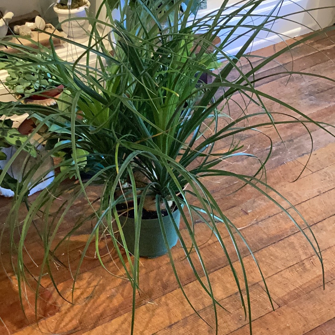 8” Ponytail Palm