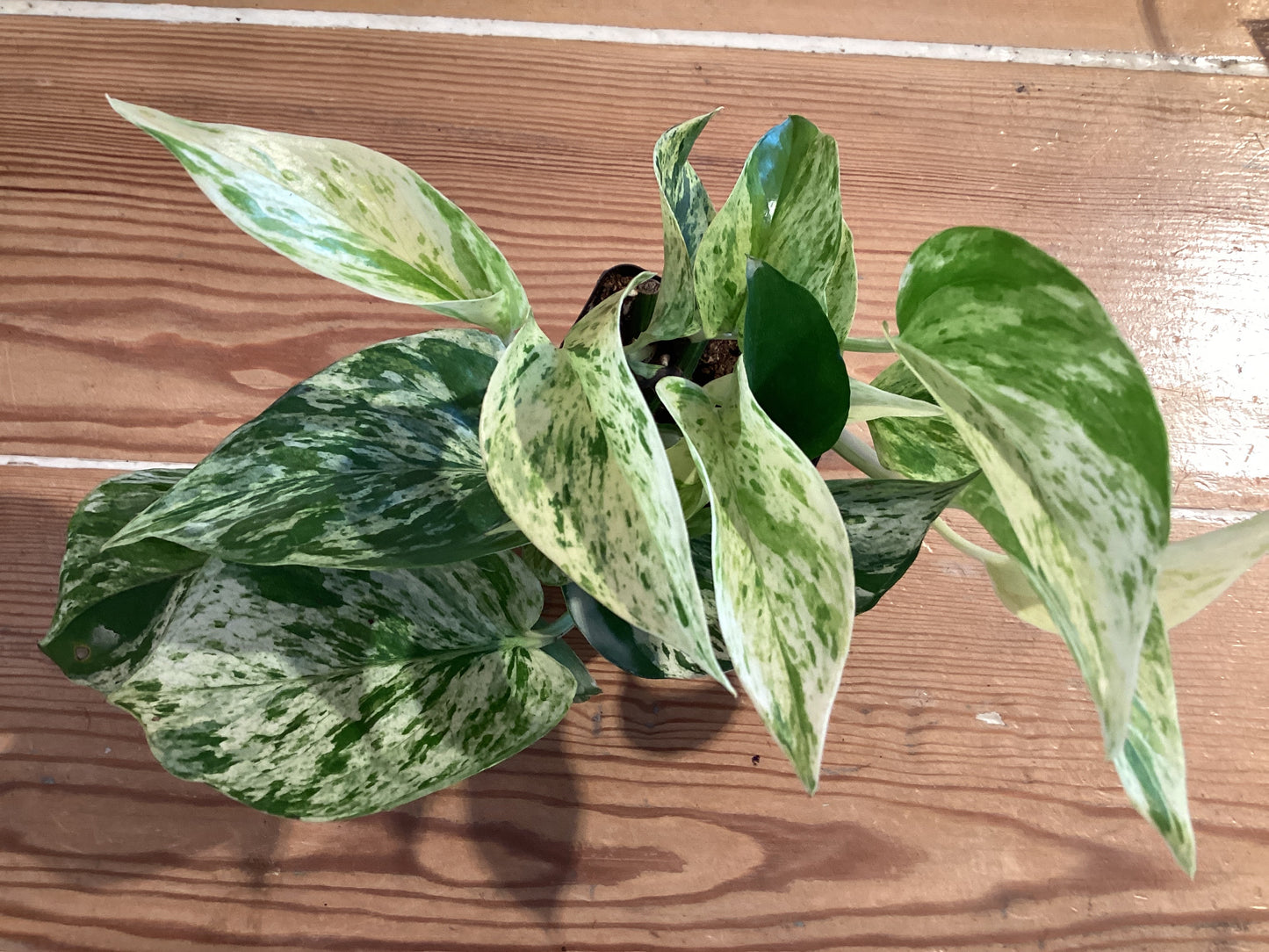 3” Marble Queen