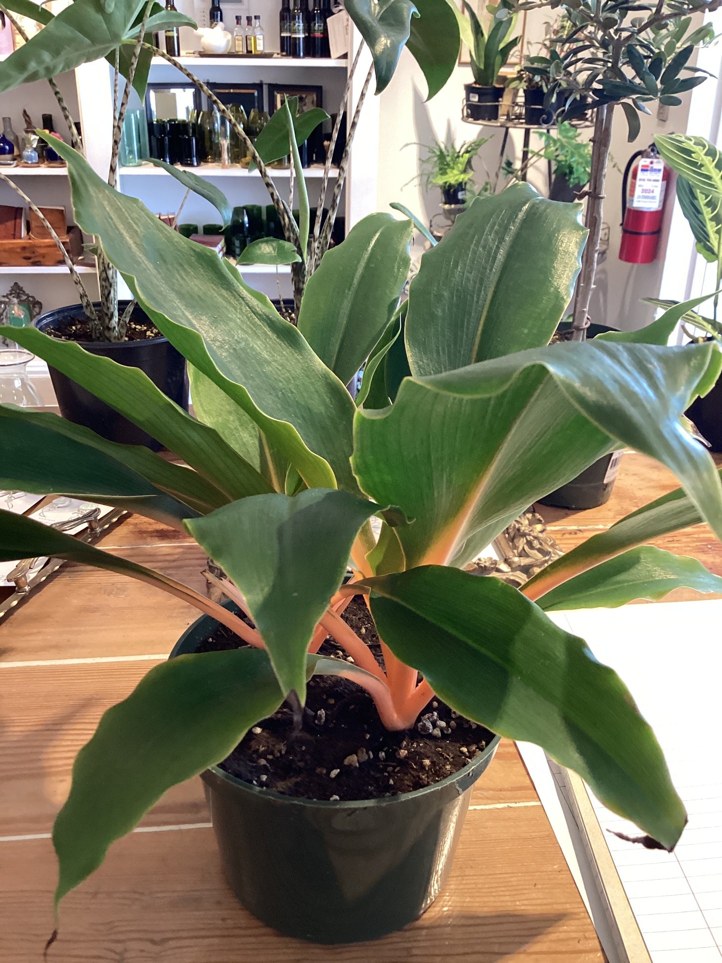 6” Chlorophytum Mandarin