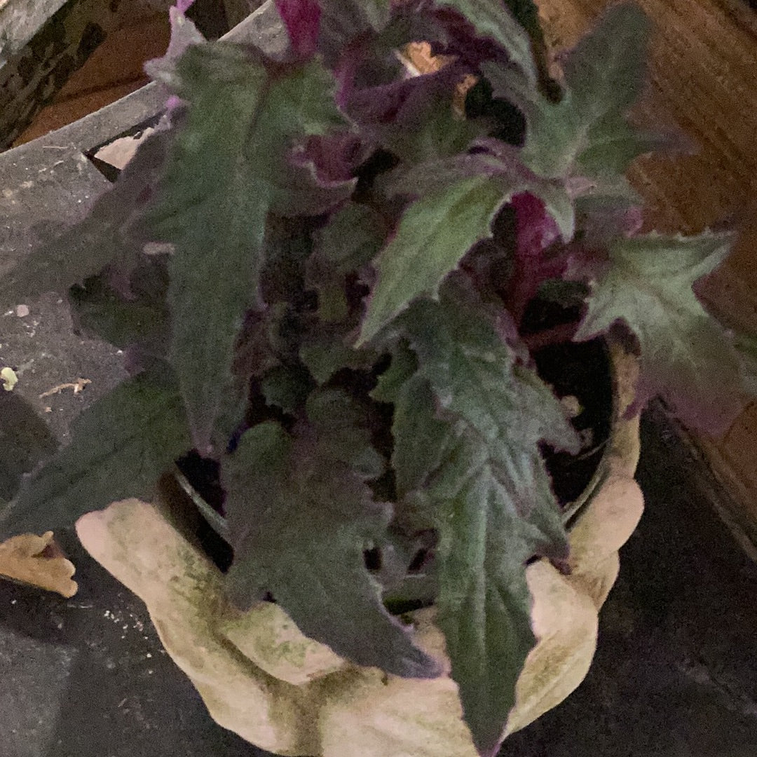 4” Purple Passion