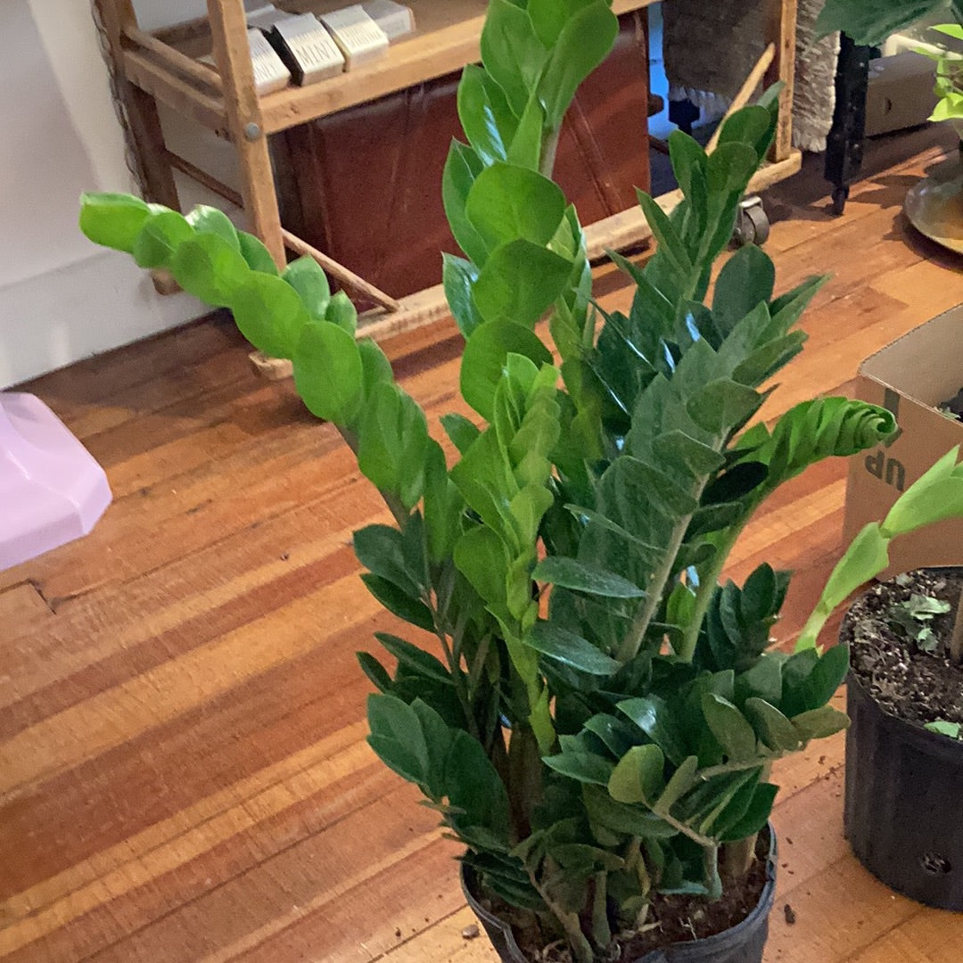 6” ZZ Plant
