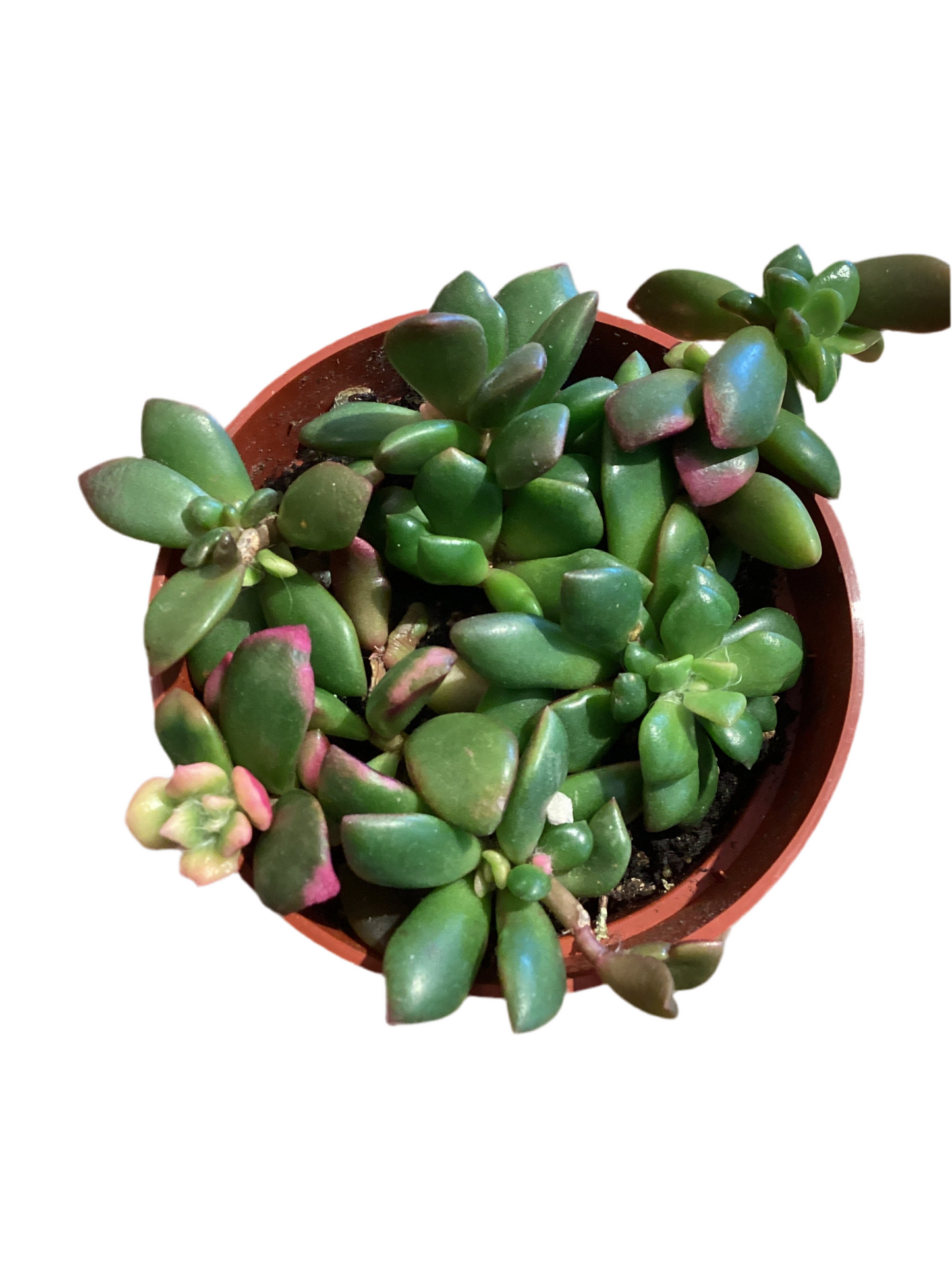4” Sand Rose
