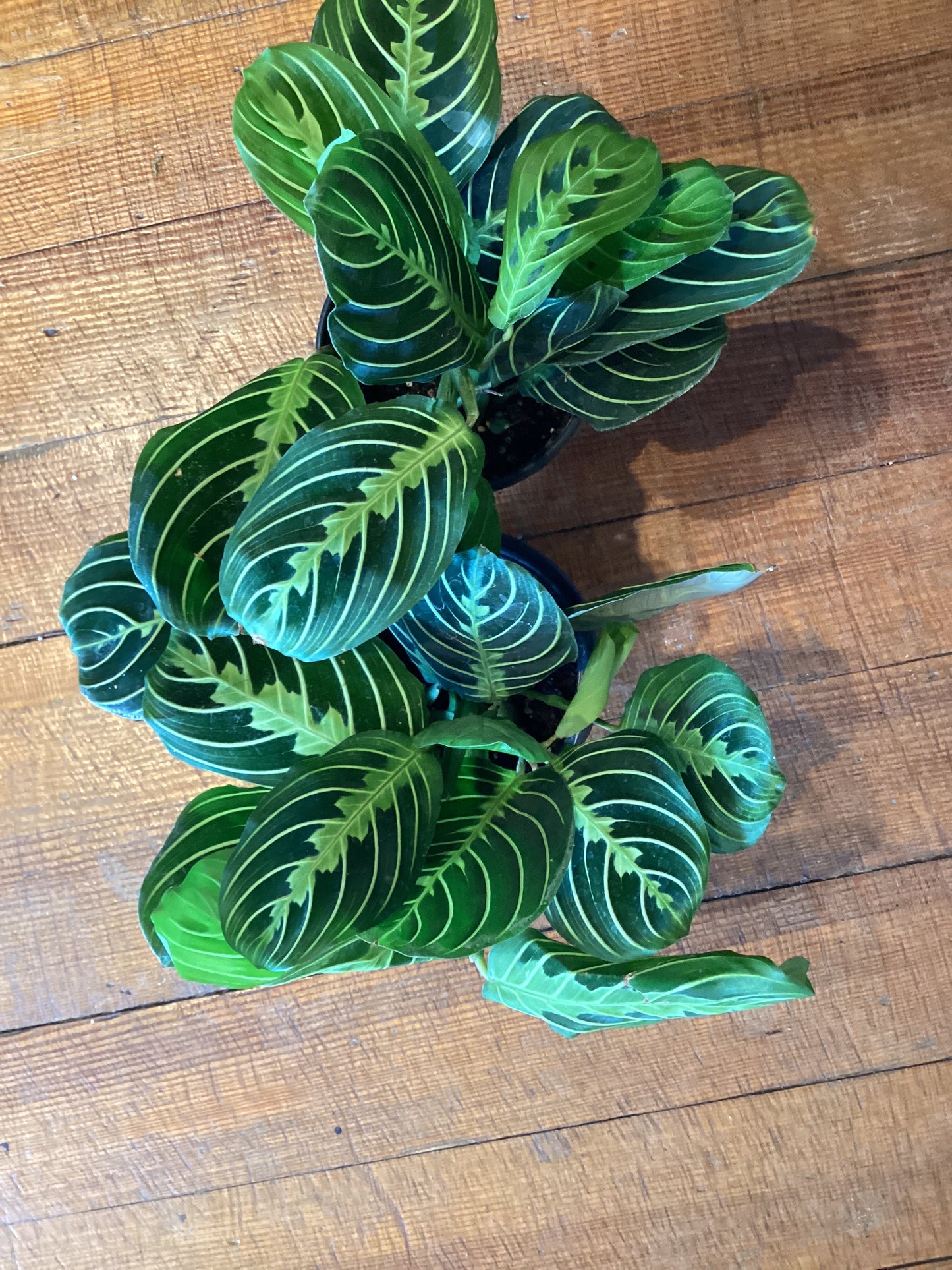 4” Lemon Maranta