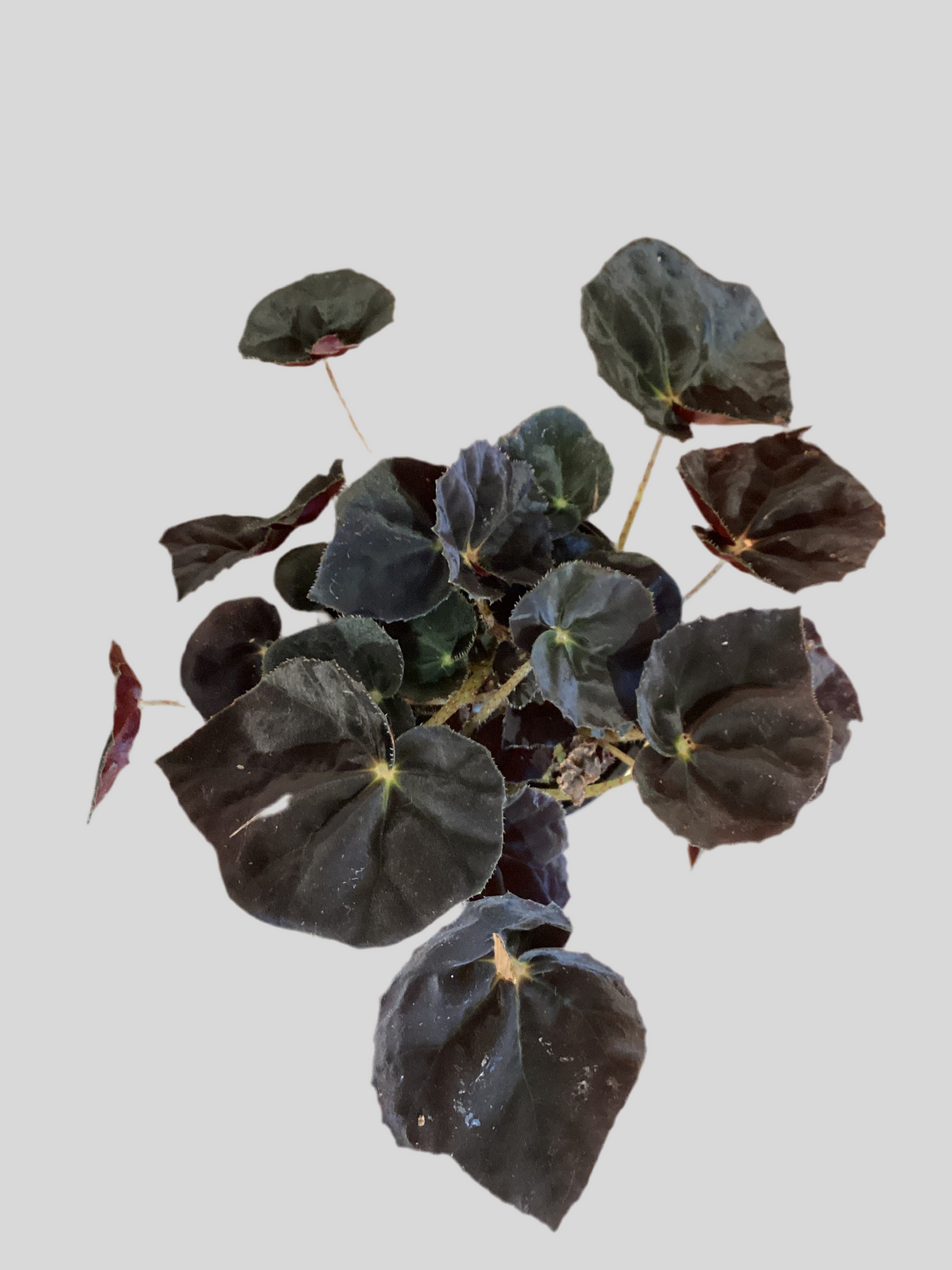4.5” Rex Begonia