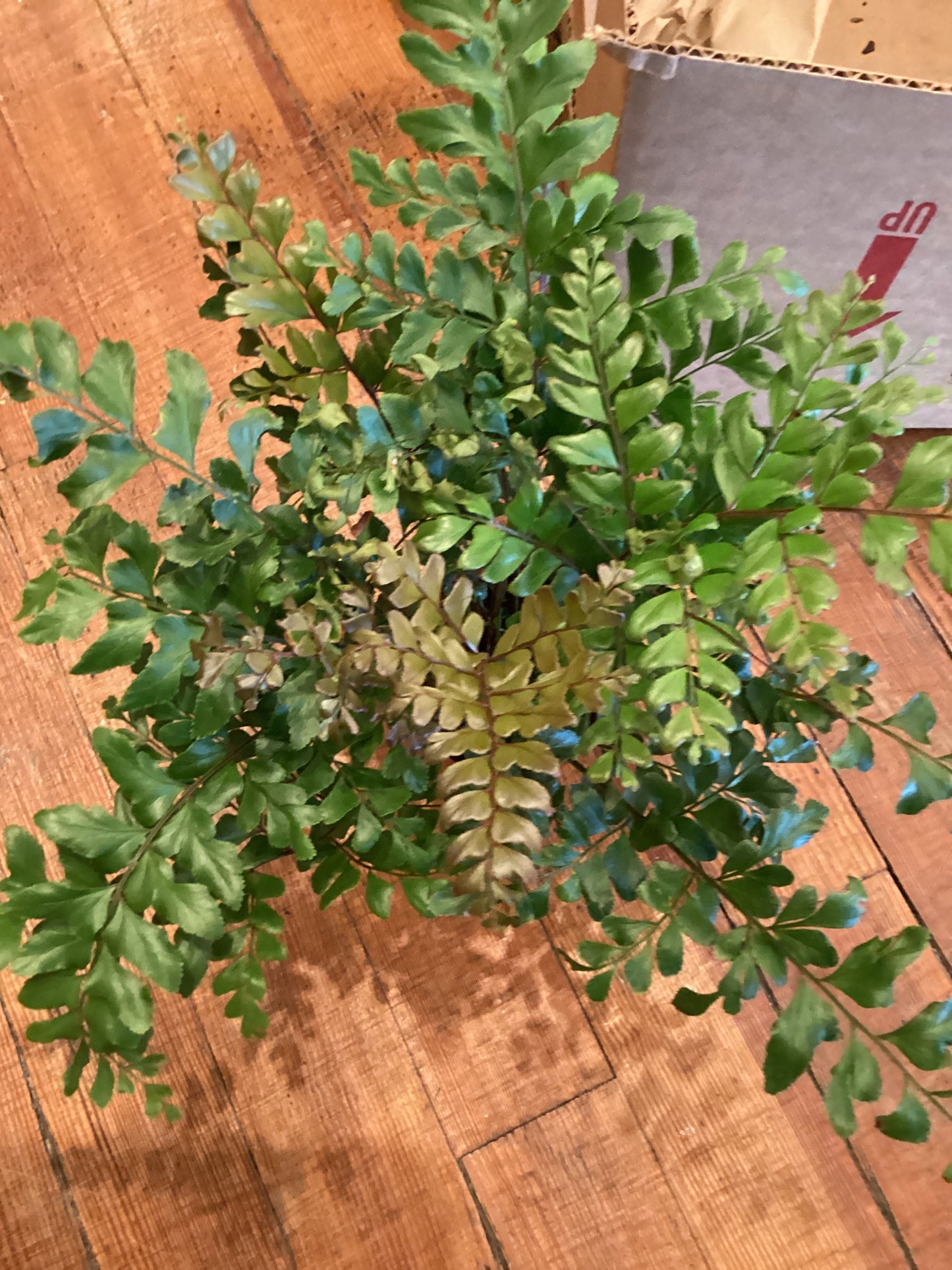4” Autumn Fern