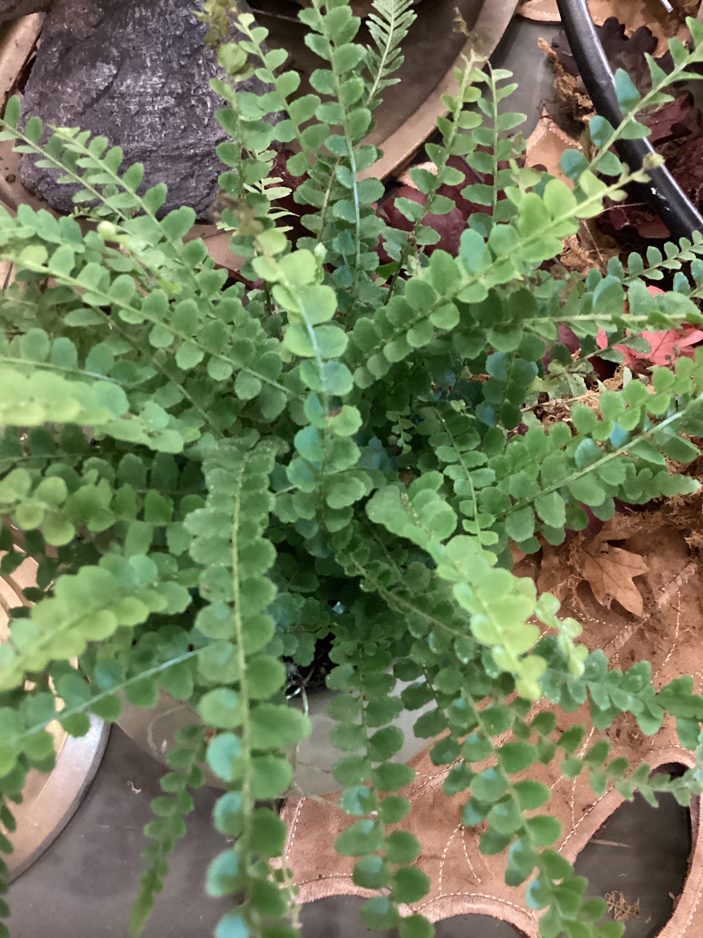4” Lemon Button Fern