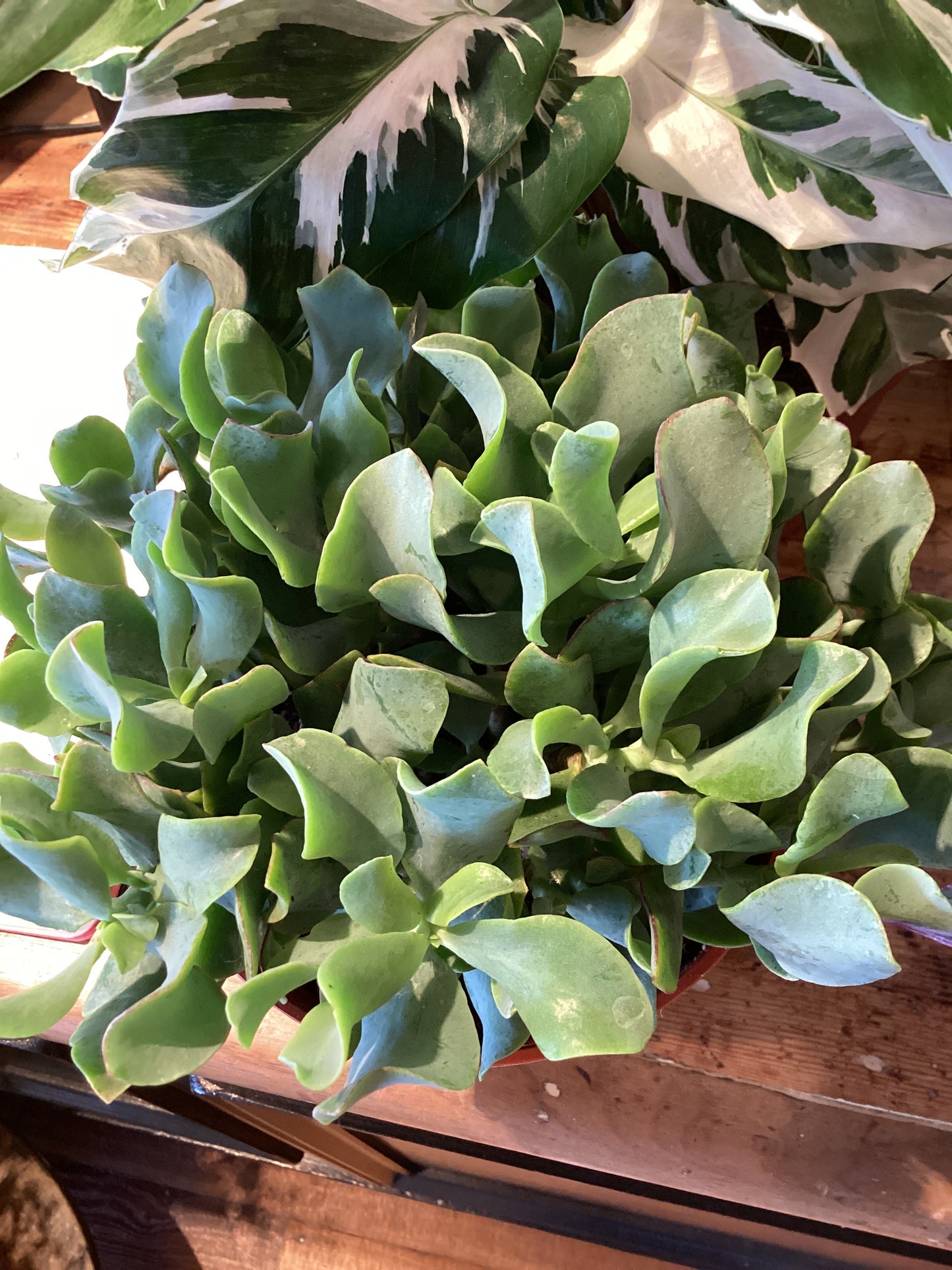 6” Curly Jade