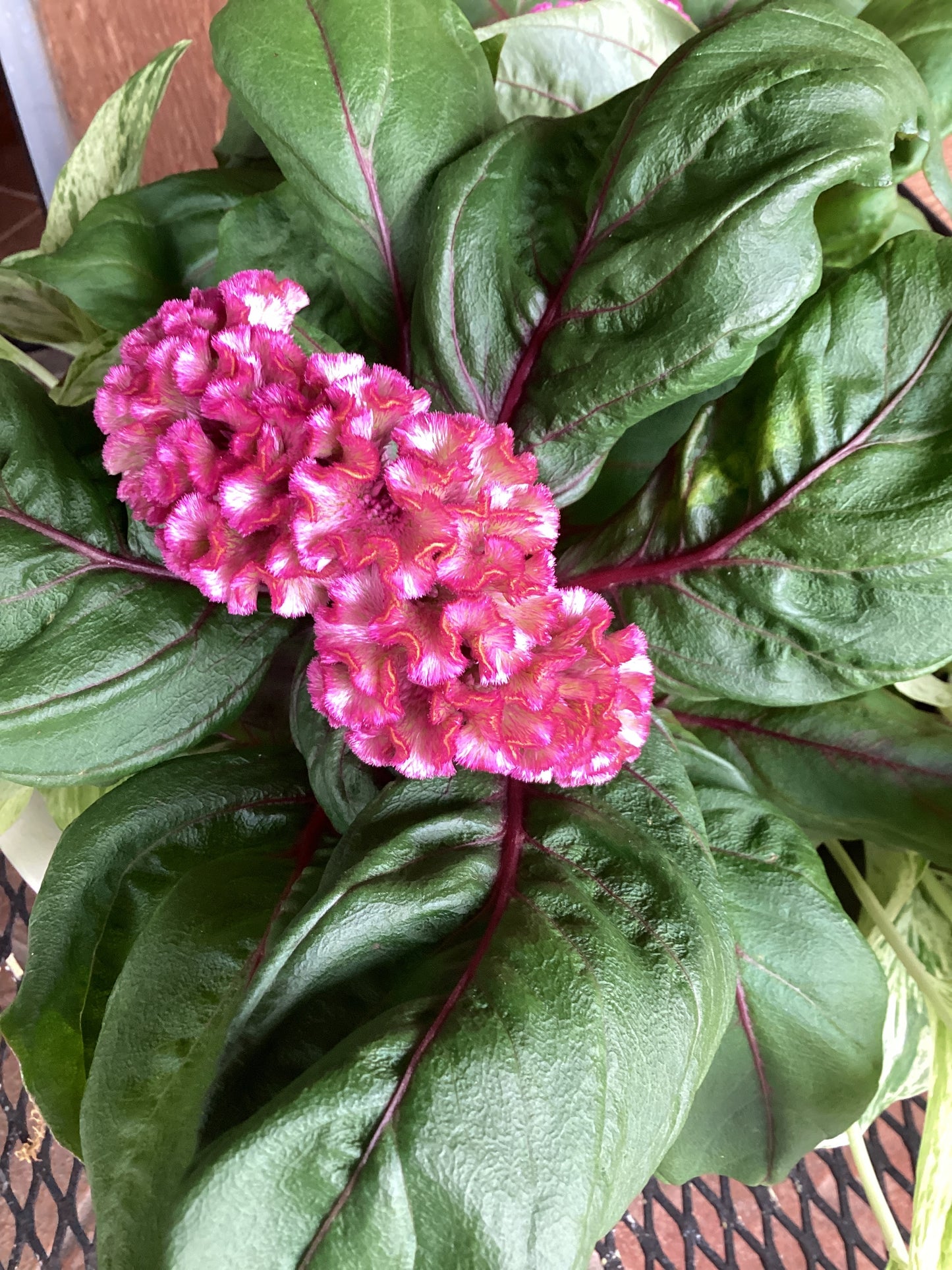 4” Celosia