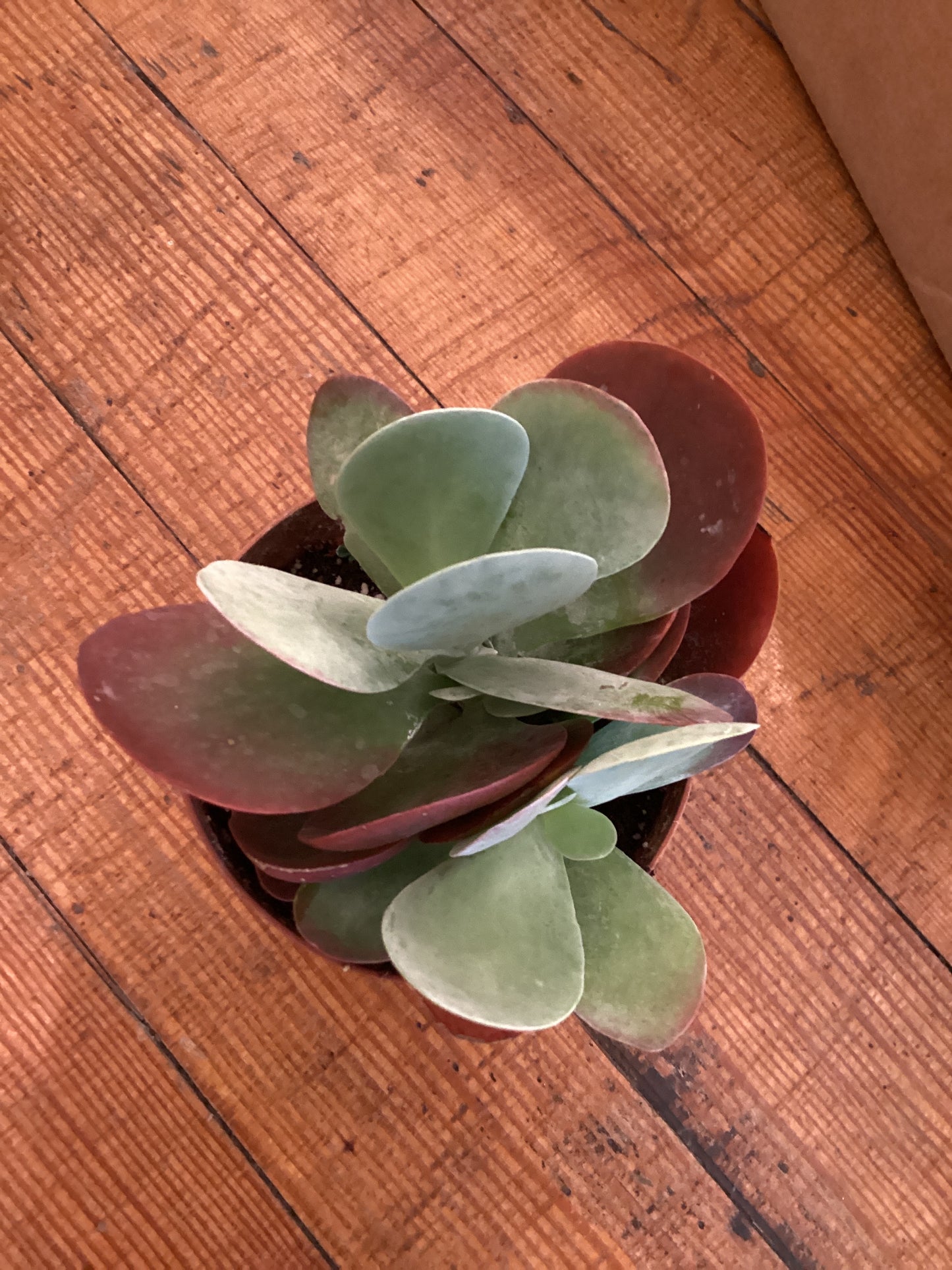 4” Kalanchoe