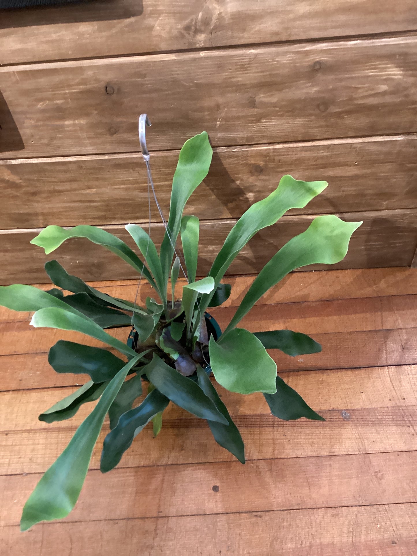 6” Staghorn Fern
