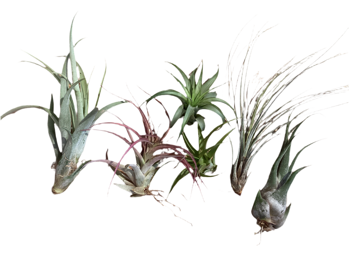 Tillandsia Premium