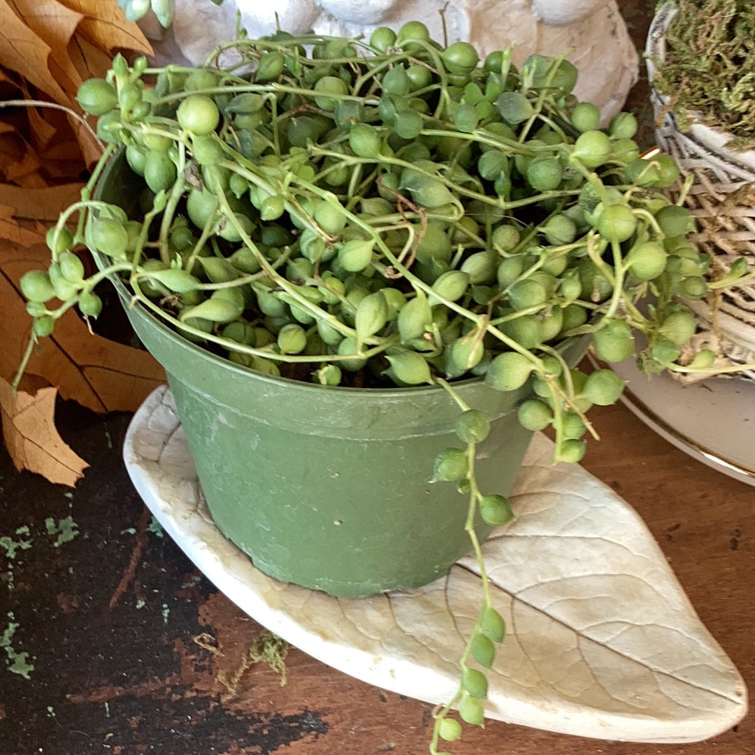 4” String Of Pearls