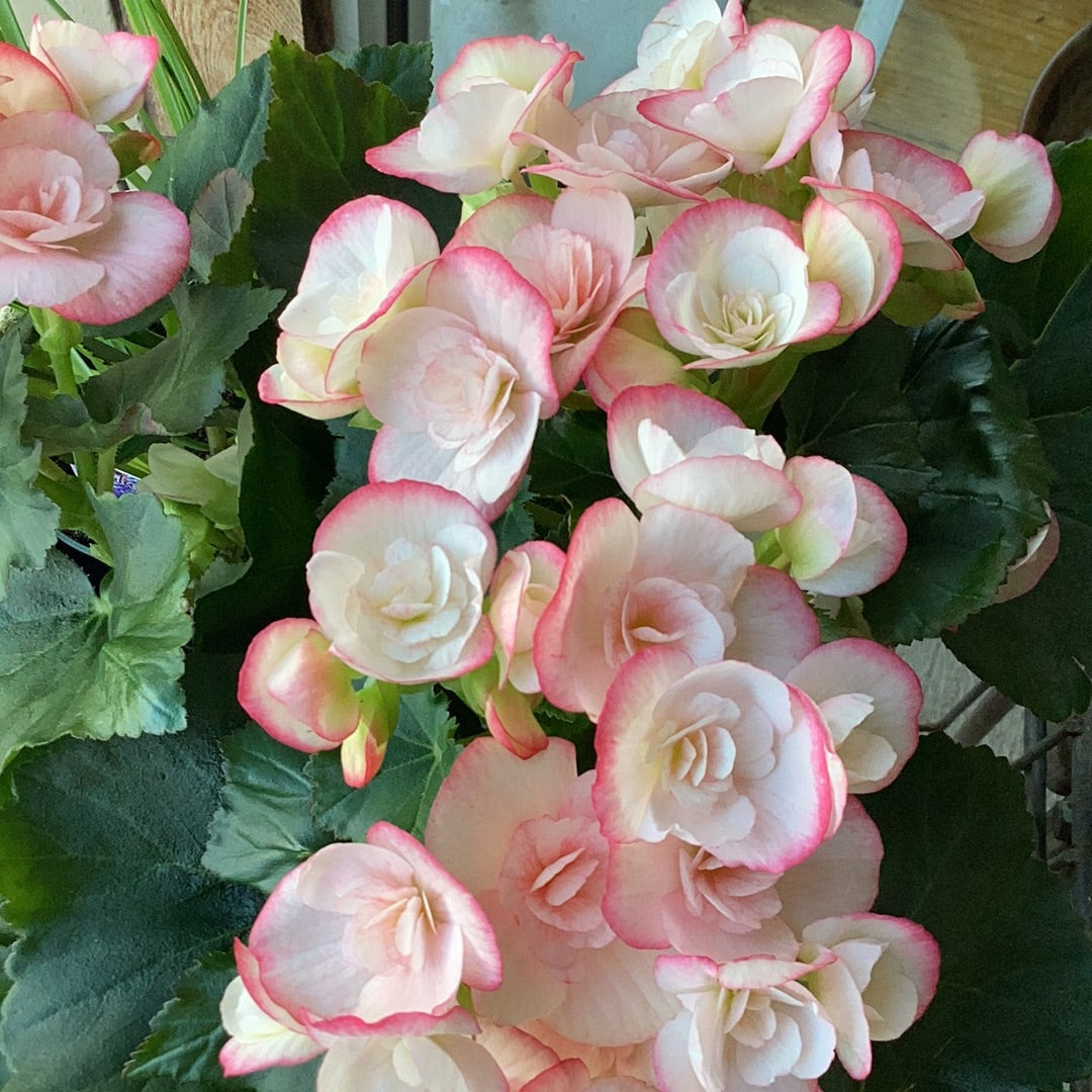 6” Begonia - Double Pink/White Bloom