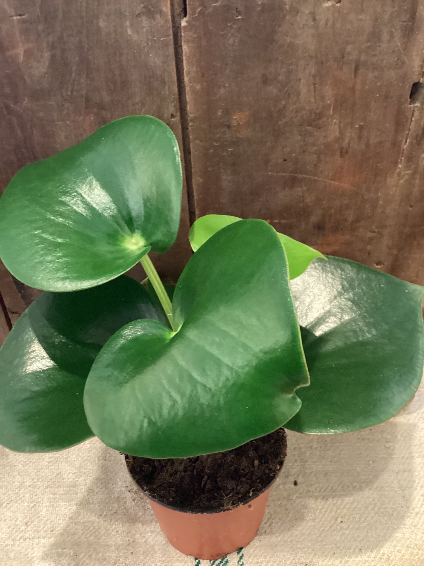 4" Peperomia Raindrop