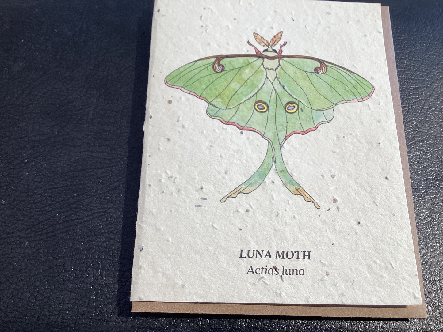 Luna Moth Card