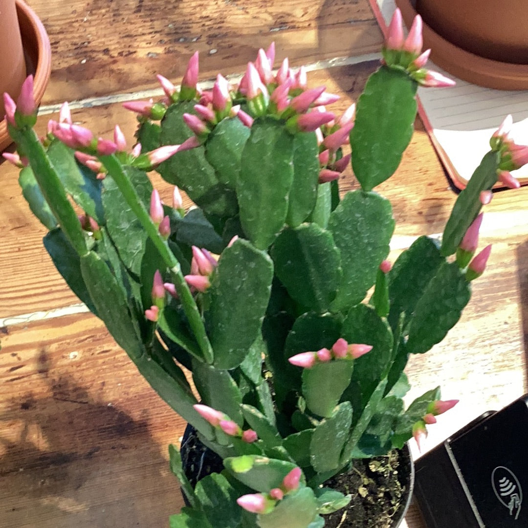 4.5” Spring Cactus