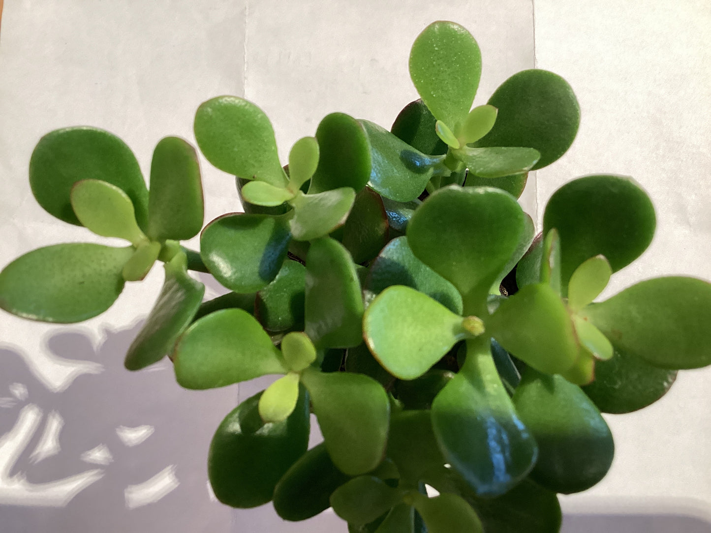 2” Jade