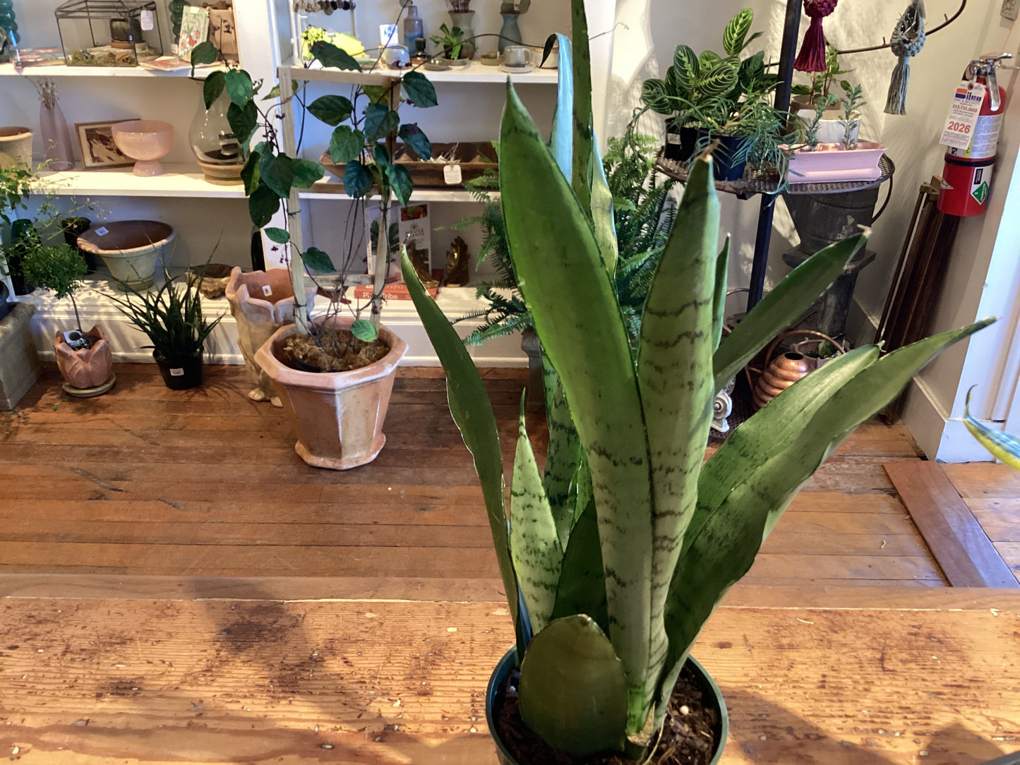 4” Sanseveria - Spearmint