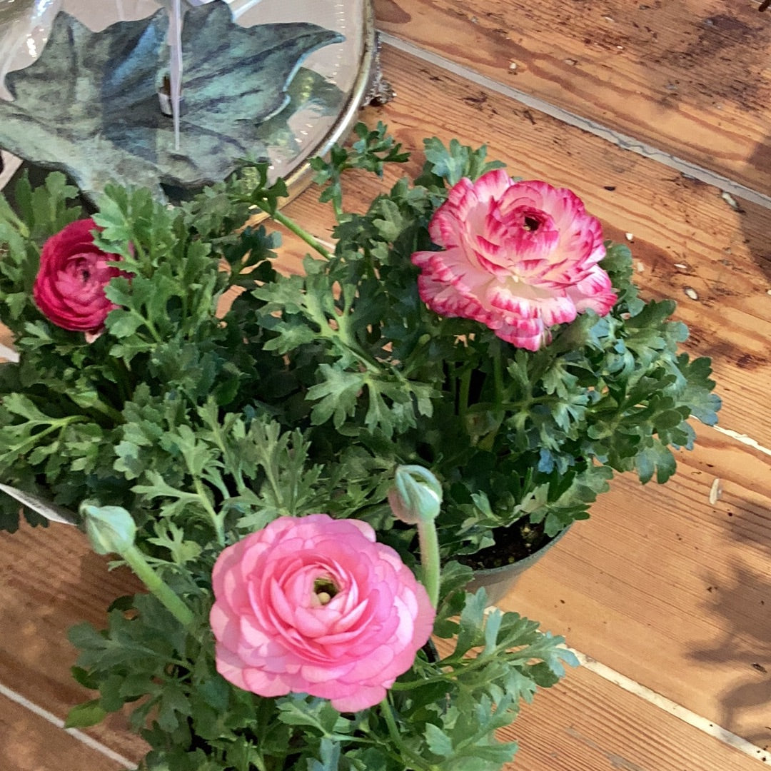 4” Ranunculus