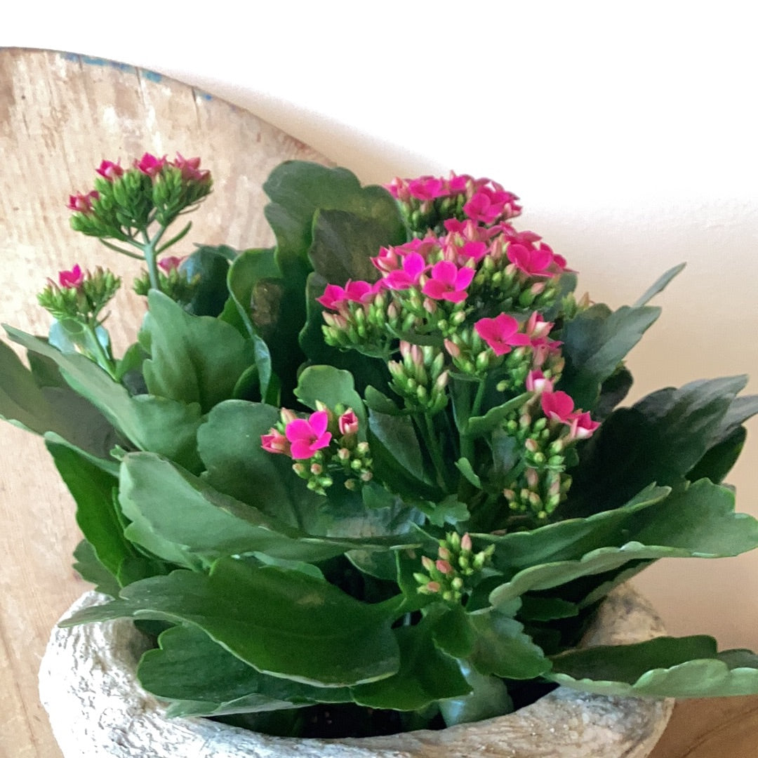 6” Kalanchoe -Pink