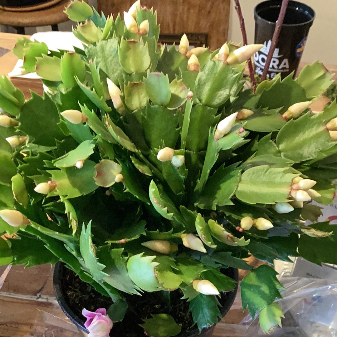 6” White Christmas Cactus