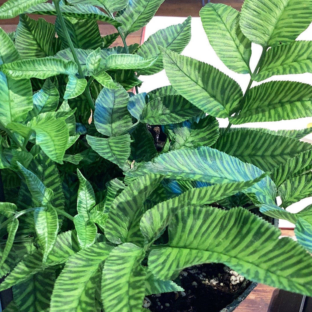 6” Zebra Fern