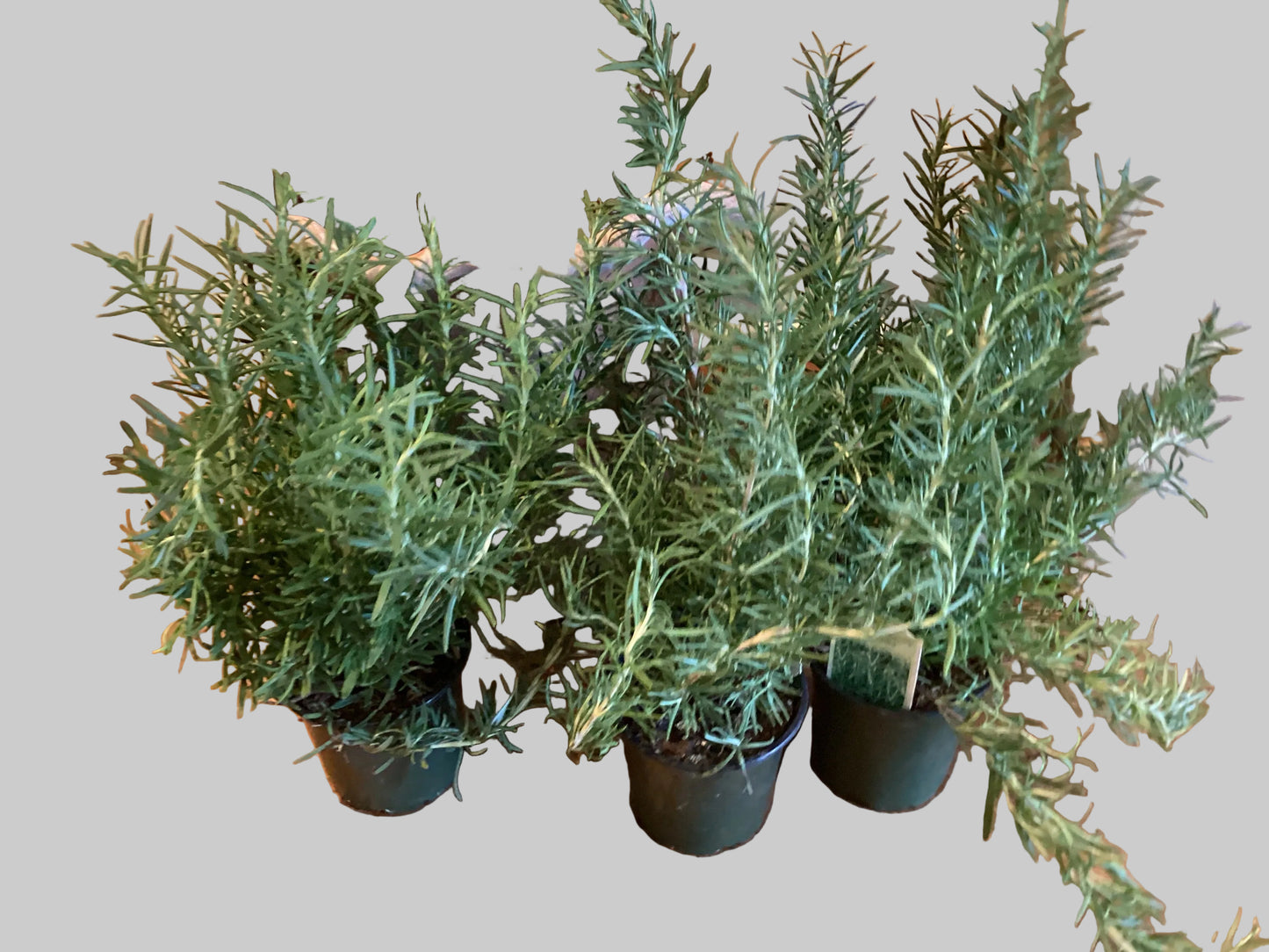 4.5” Rosemary Plant