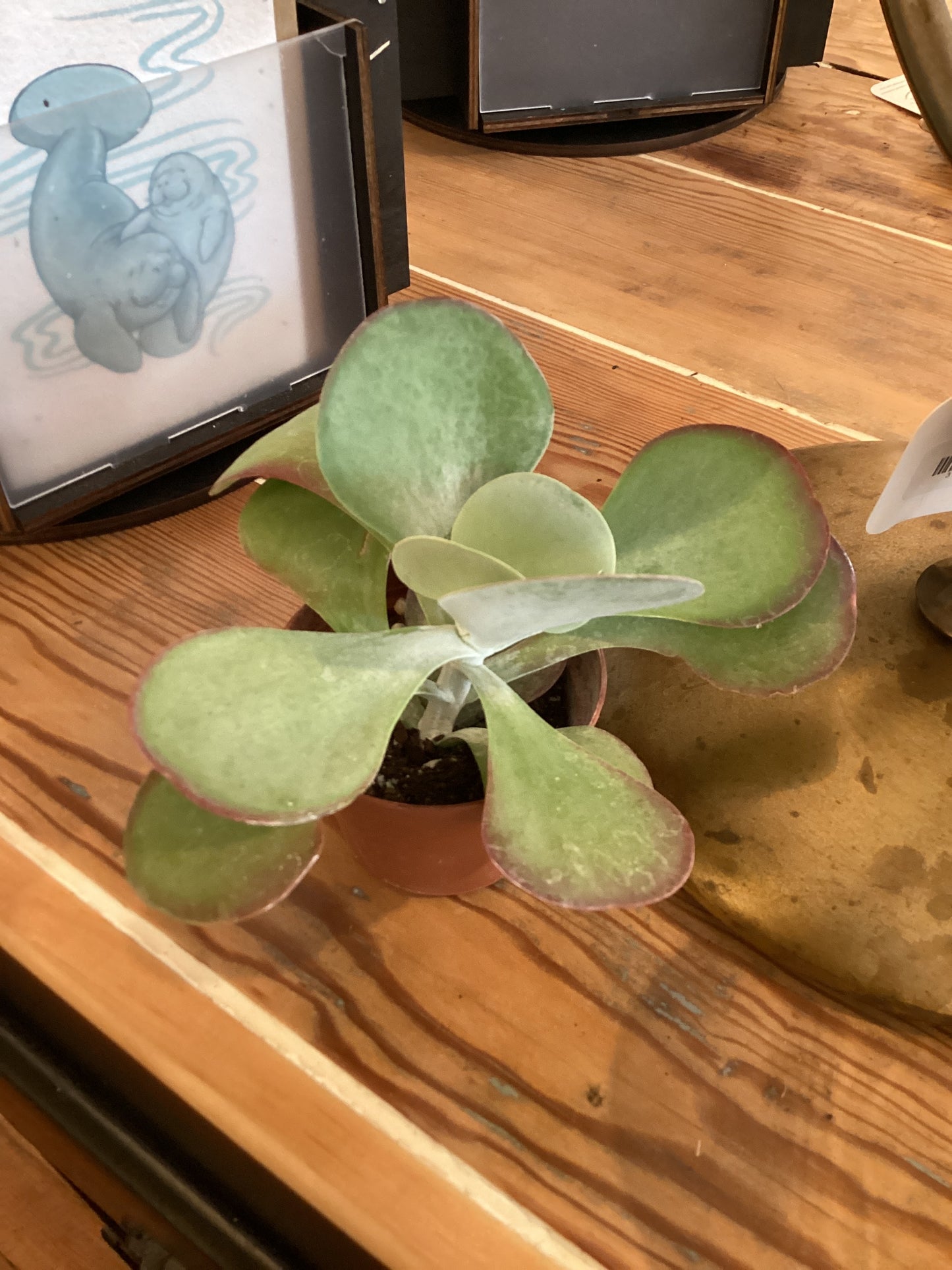 3” Kalanchoe