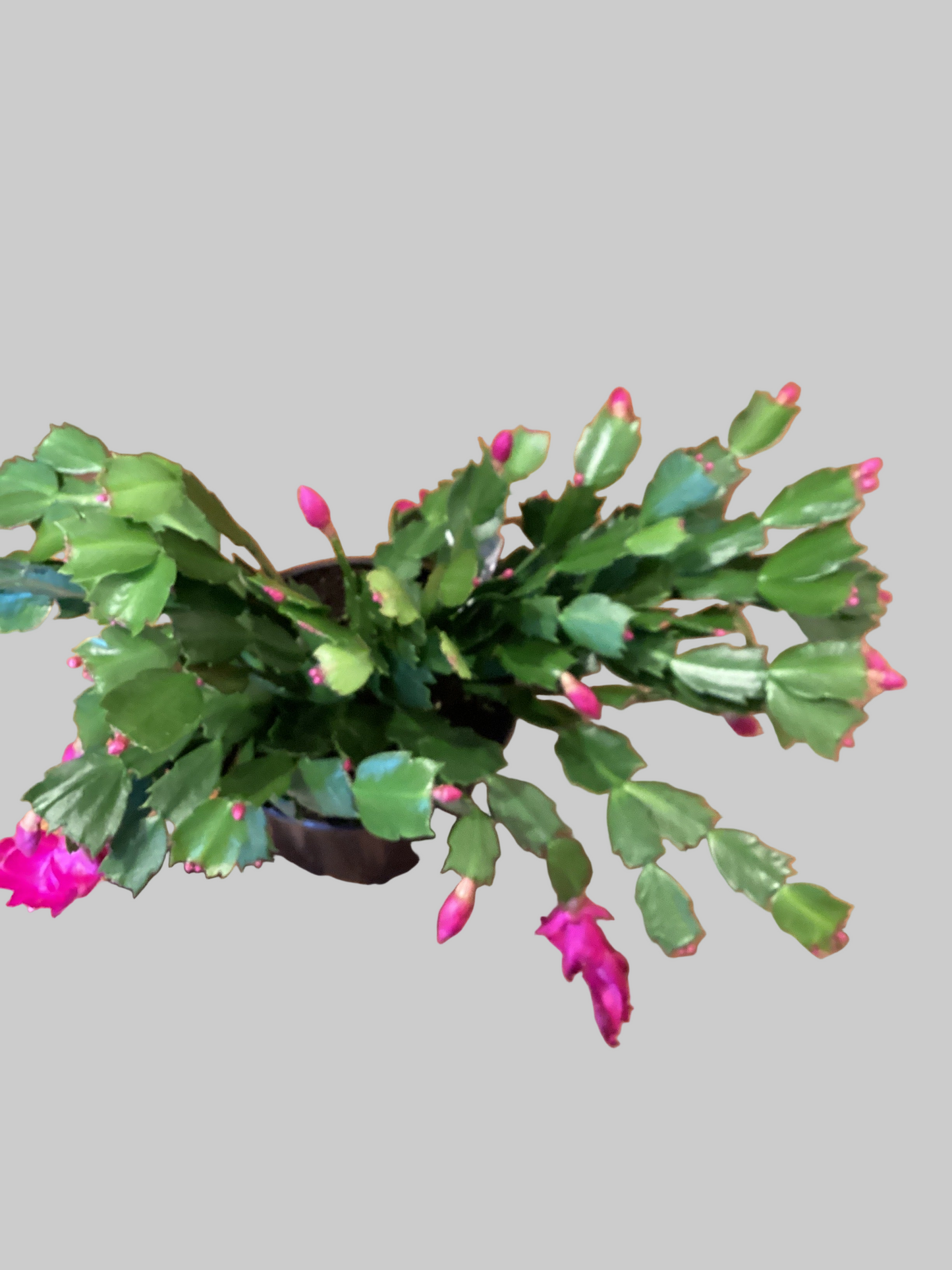 6” Christmas Cactus