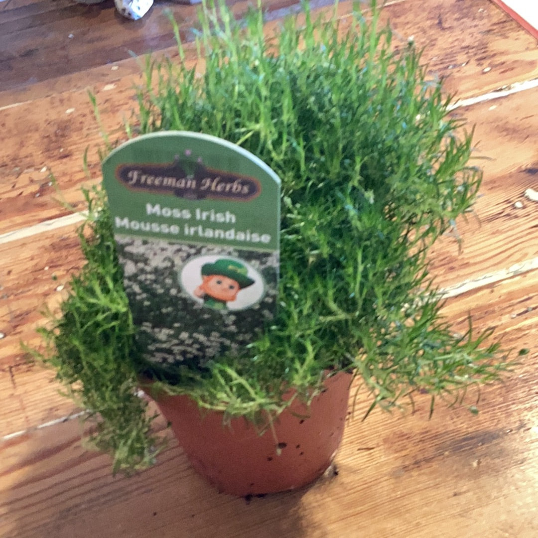 4” Irish Moss